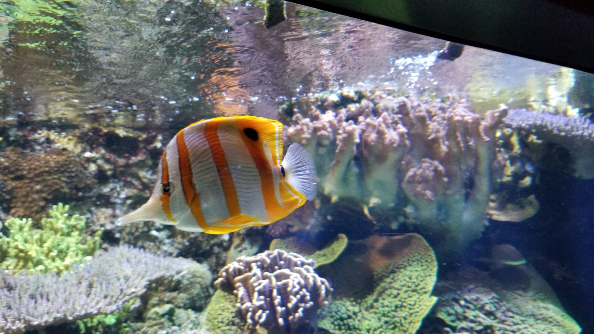 ID? Aq of the Smokies - Unsigned tank