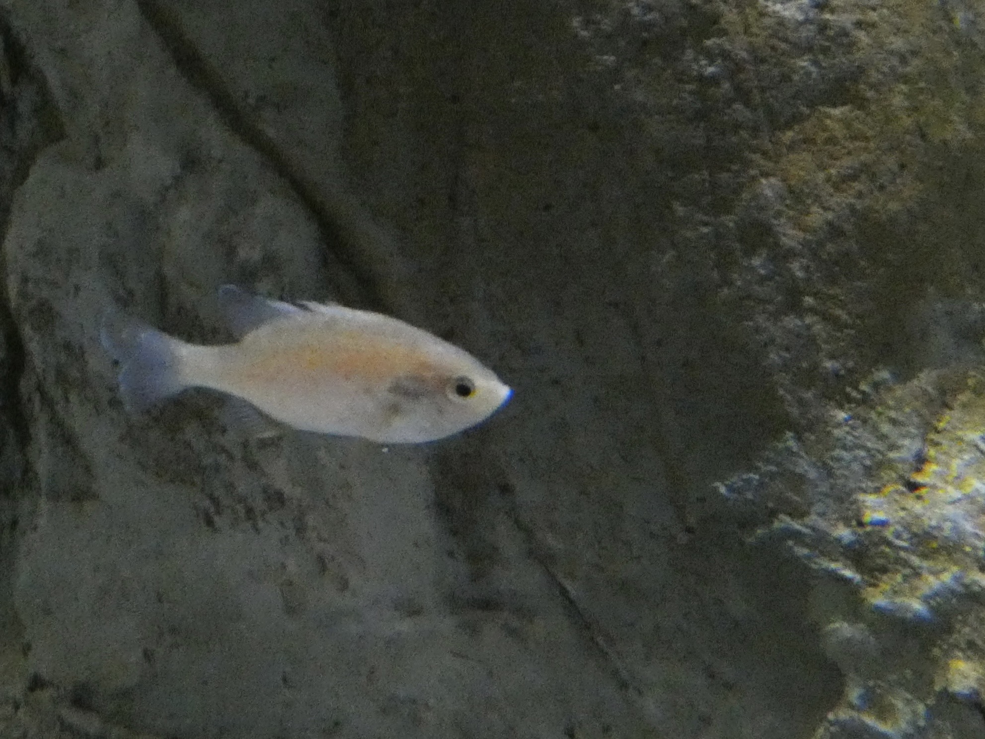 ID? - Aquarium du Quebec