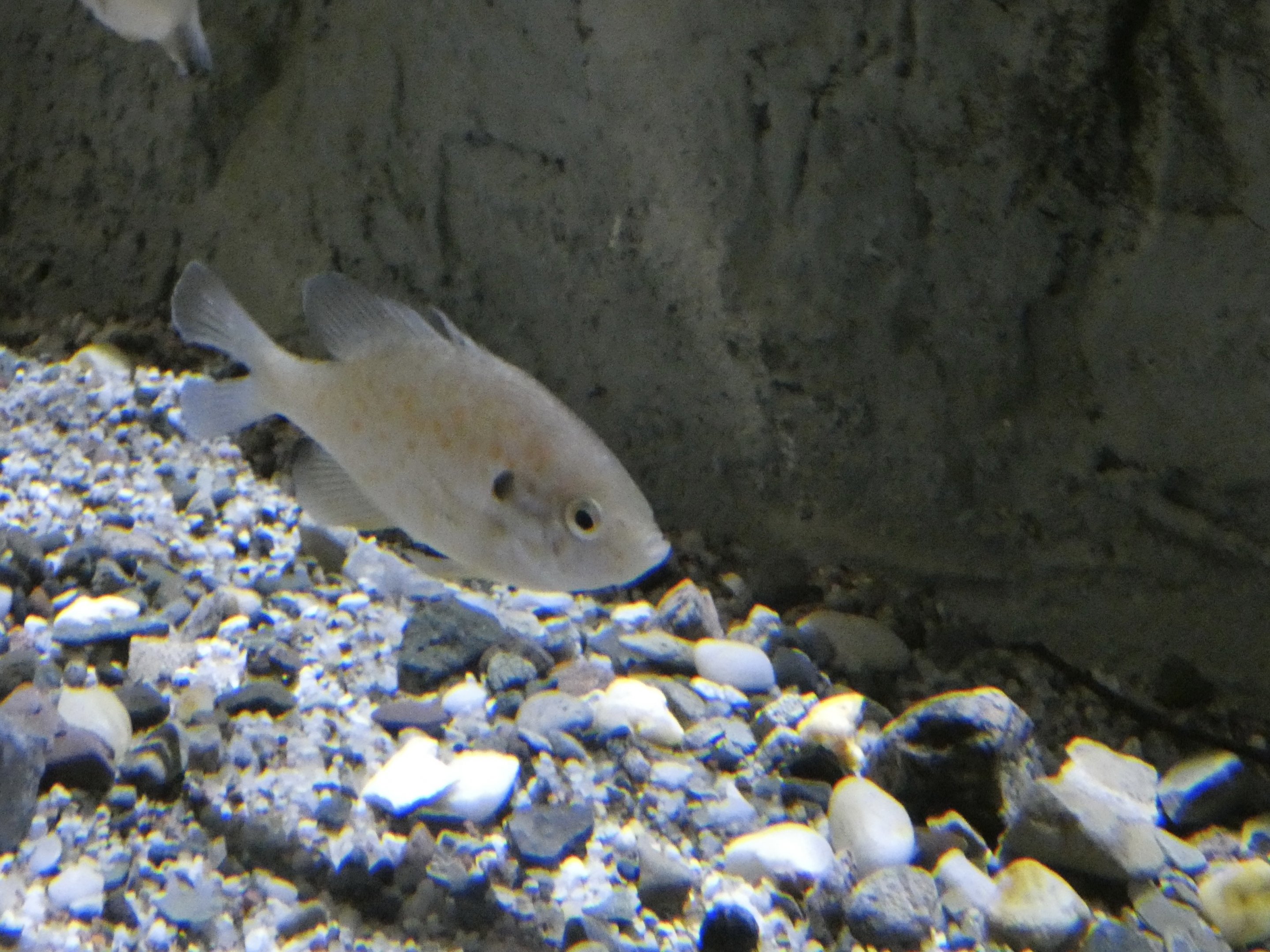 ID? - Aquarium du Quebec