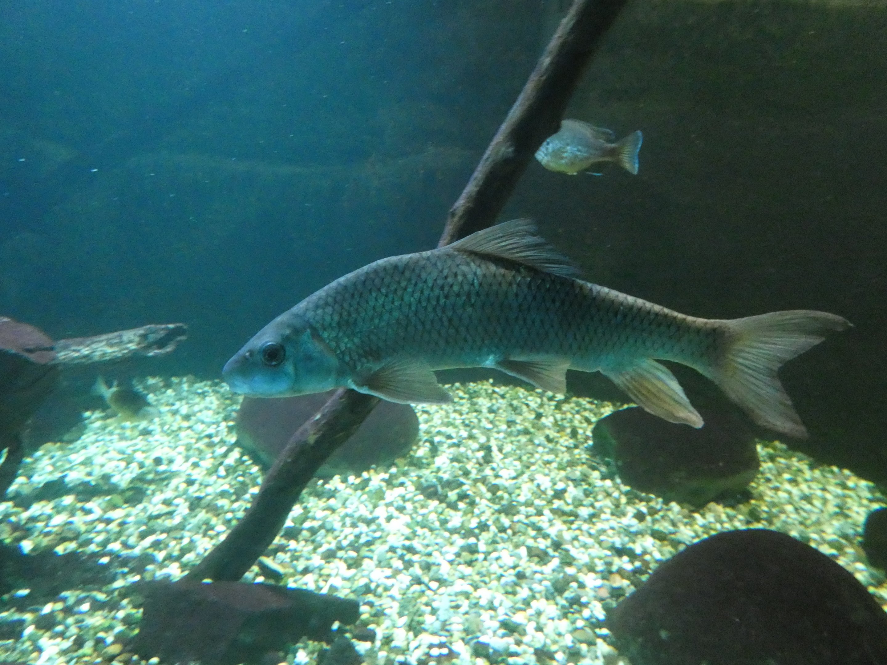 ID? - Aquarium du Quebec