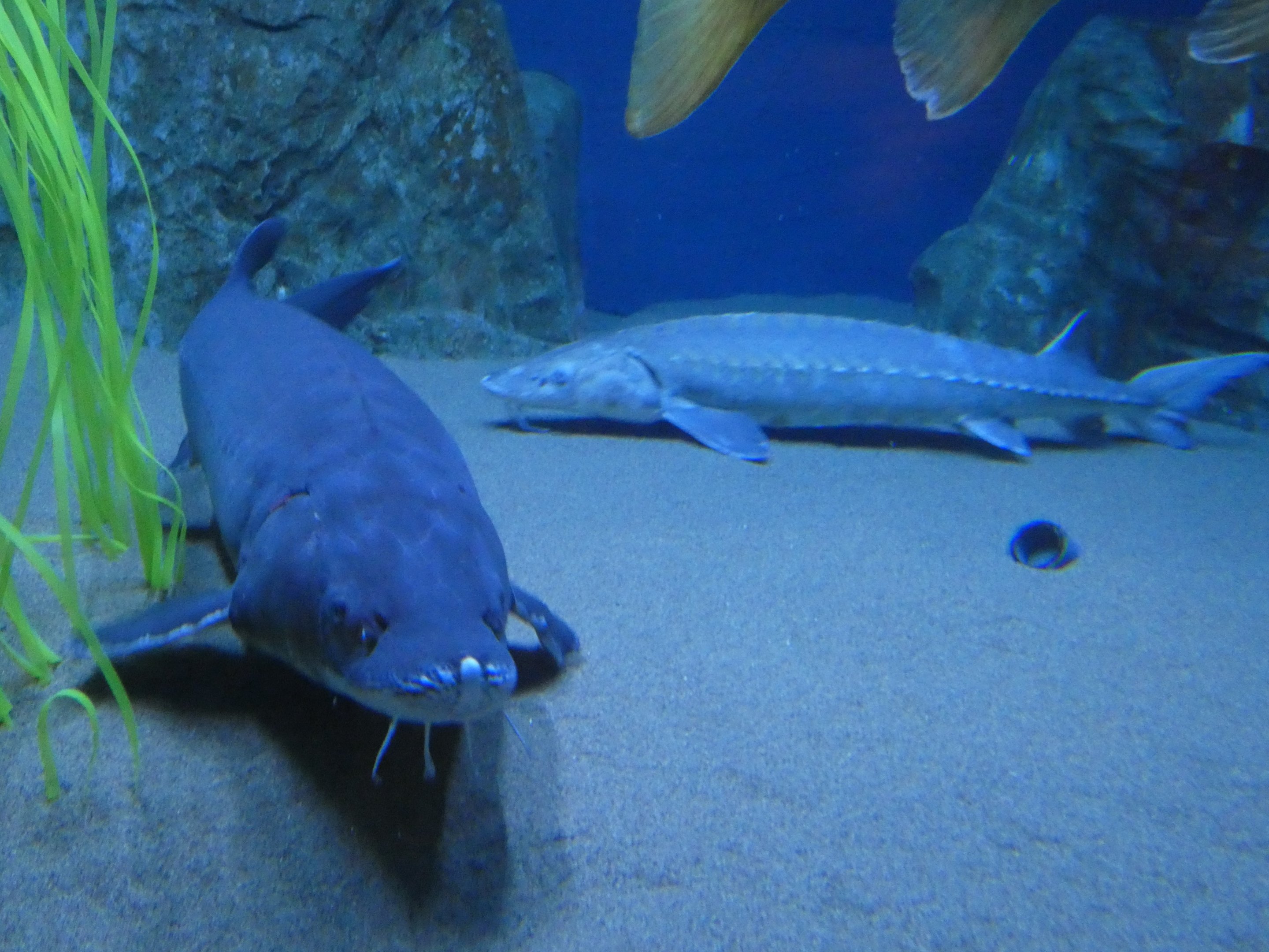 ID? - Aquarium du Quebec