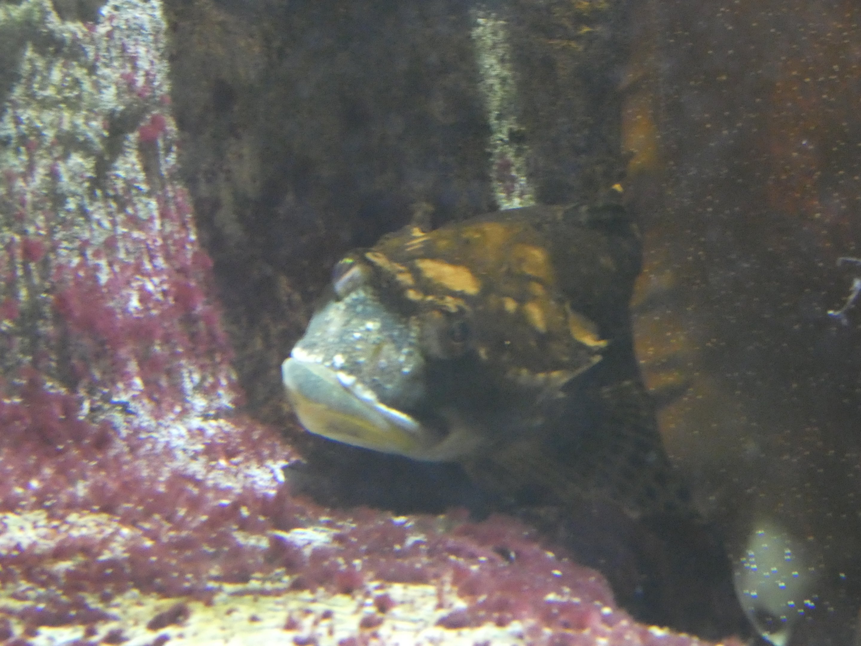 ID? - Aquarium du Quebec