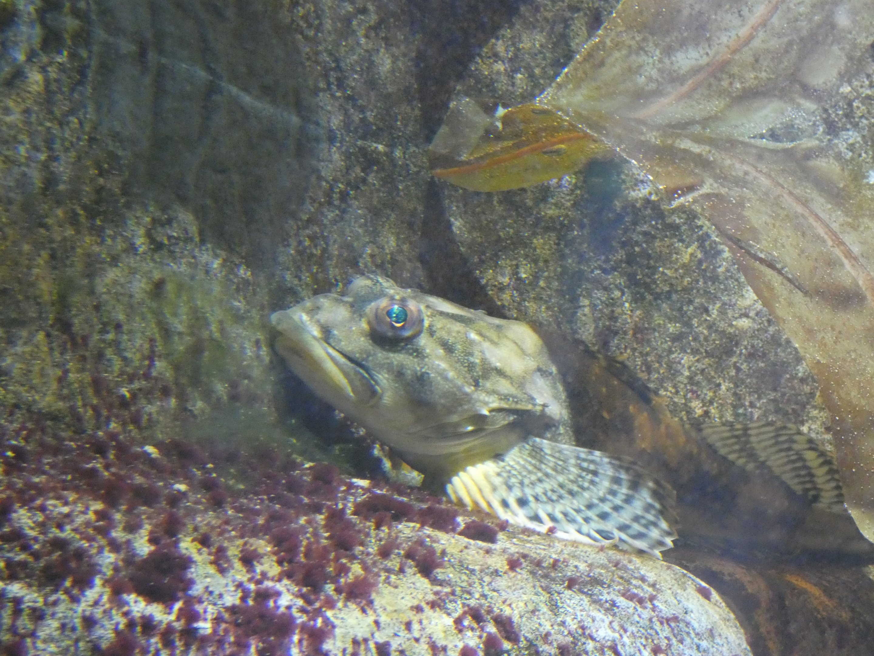 ID? - Aquarium du Quebec
