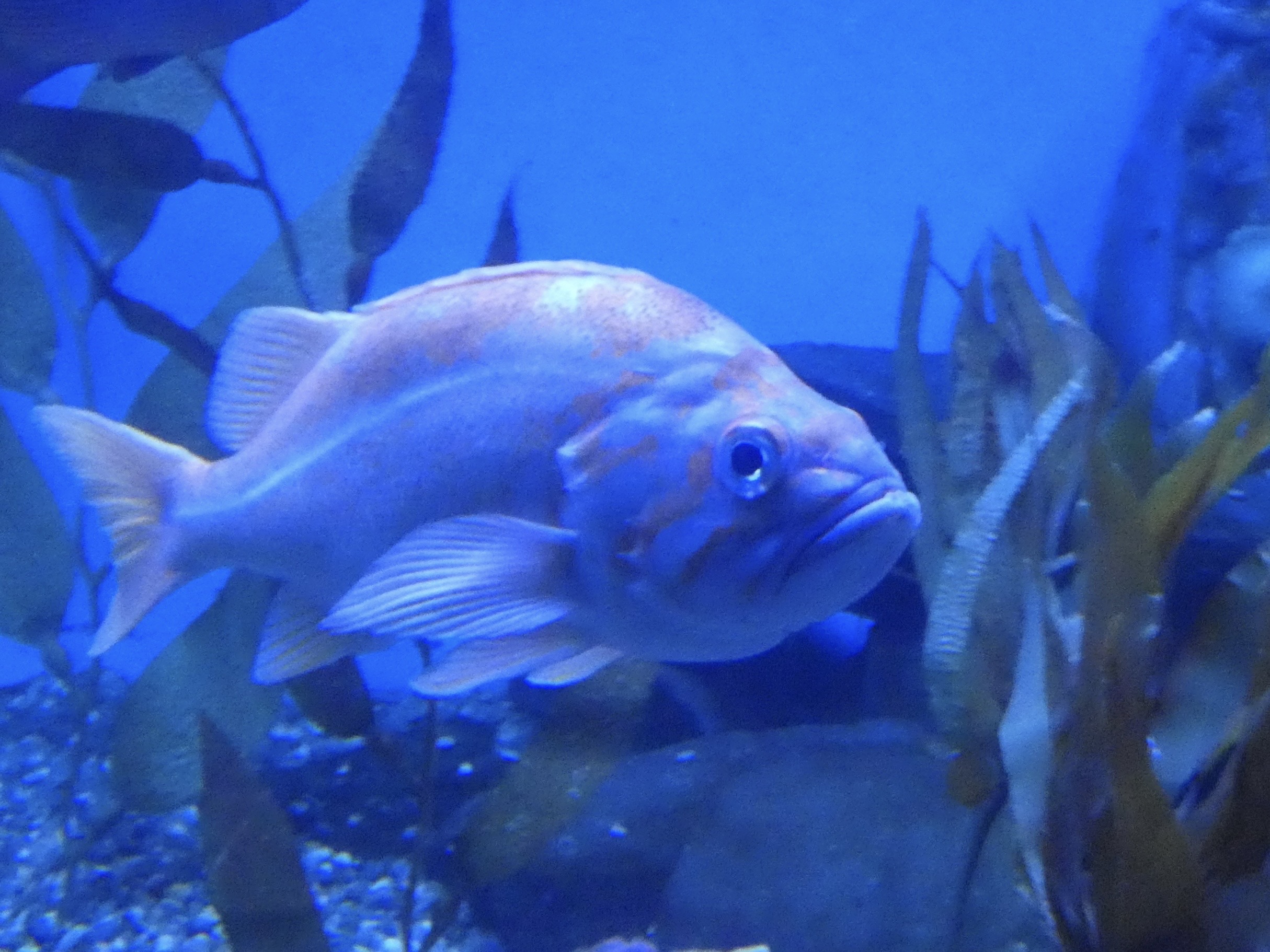 ID? - Aquarium du Quebec