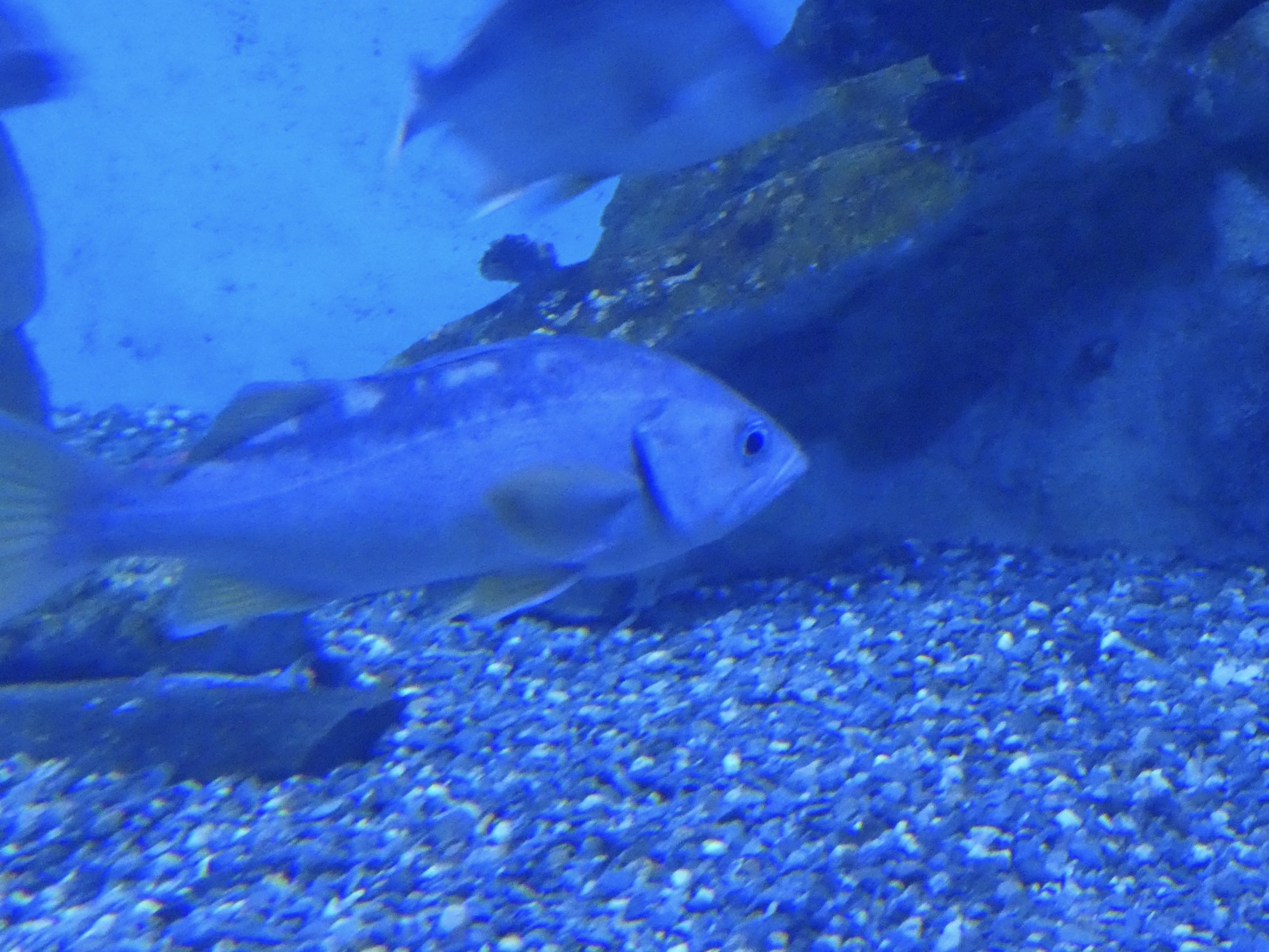 ID? - Aquarium du Quebec