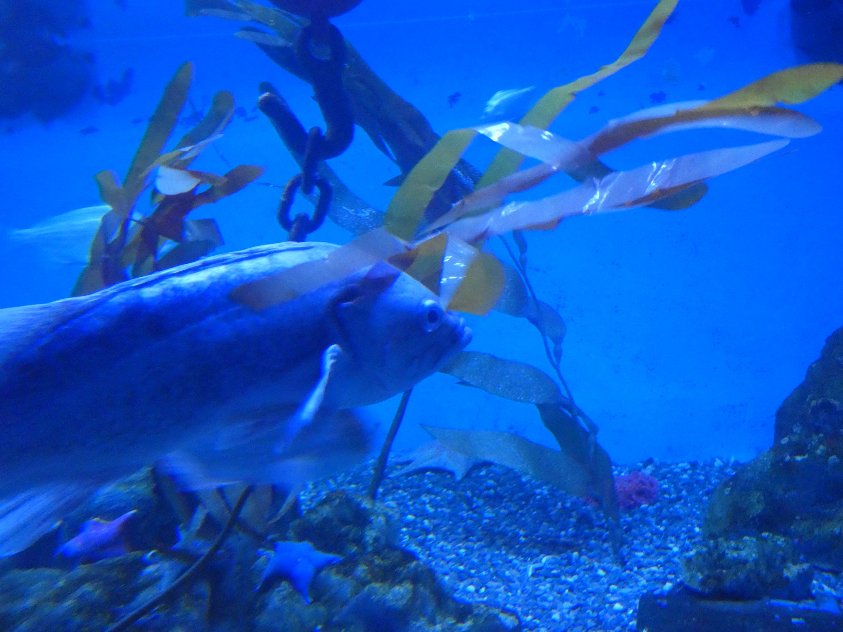 ID? - Aquarium du Quebec