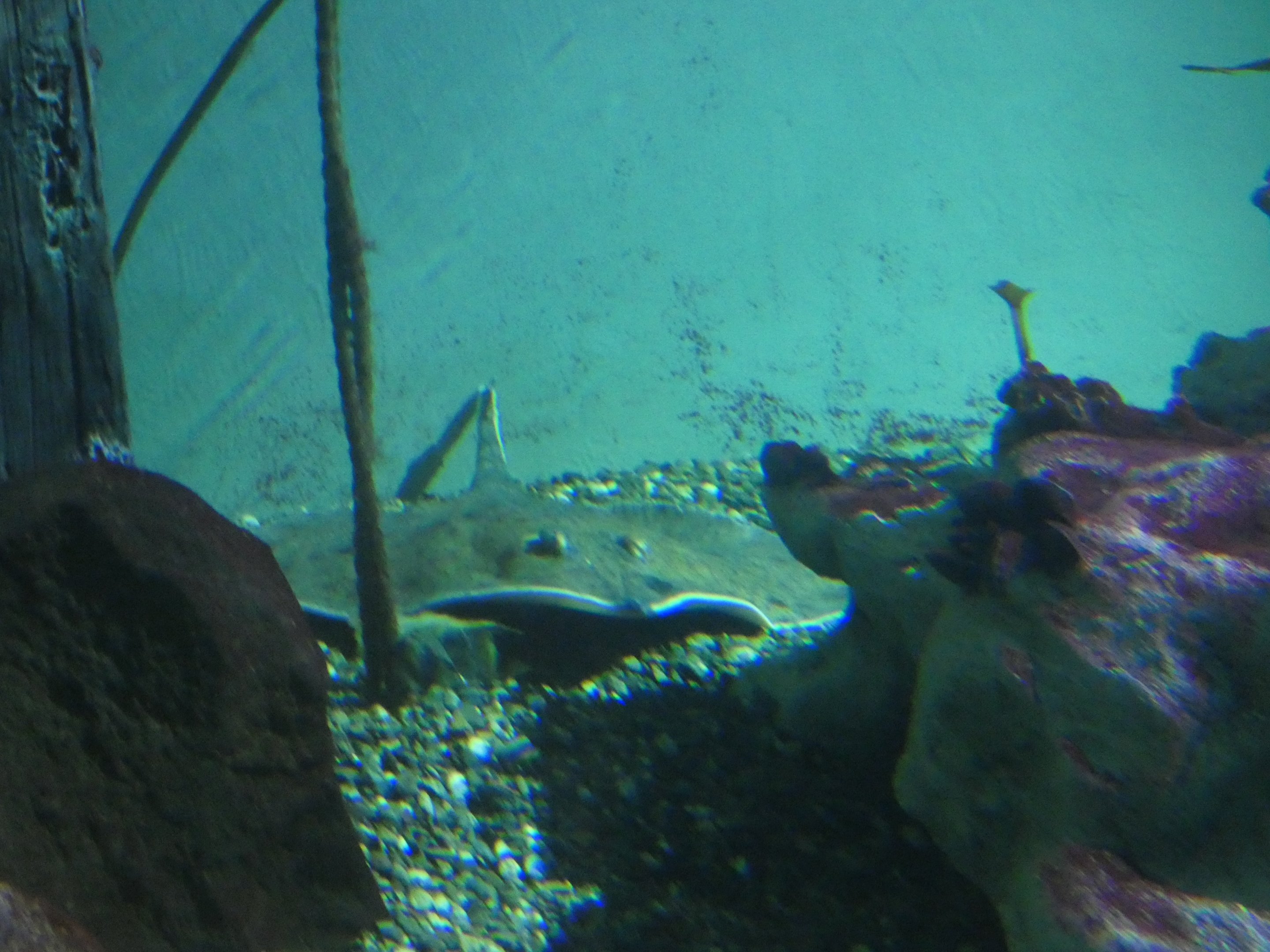 ID? - Aquarium du Quebec