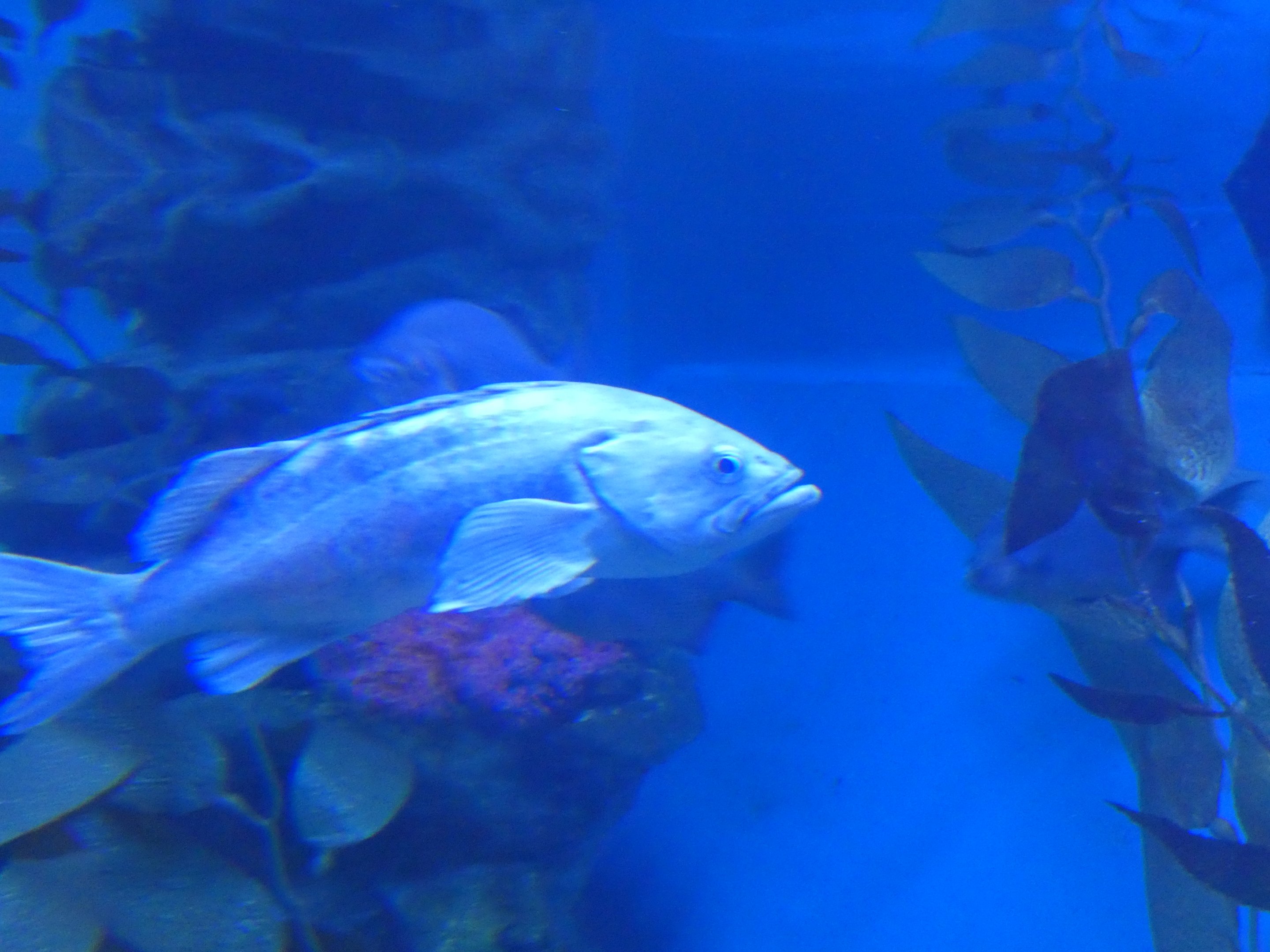 ID? - Aquarium du Quebec