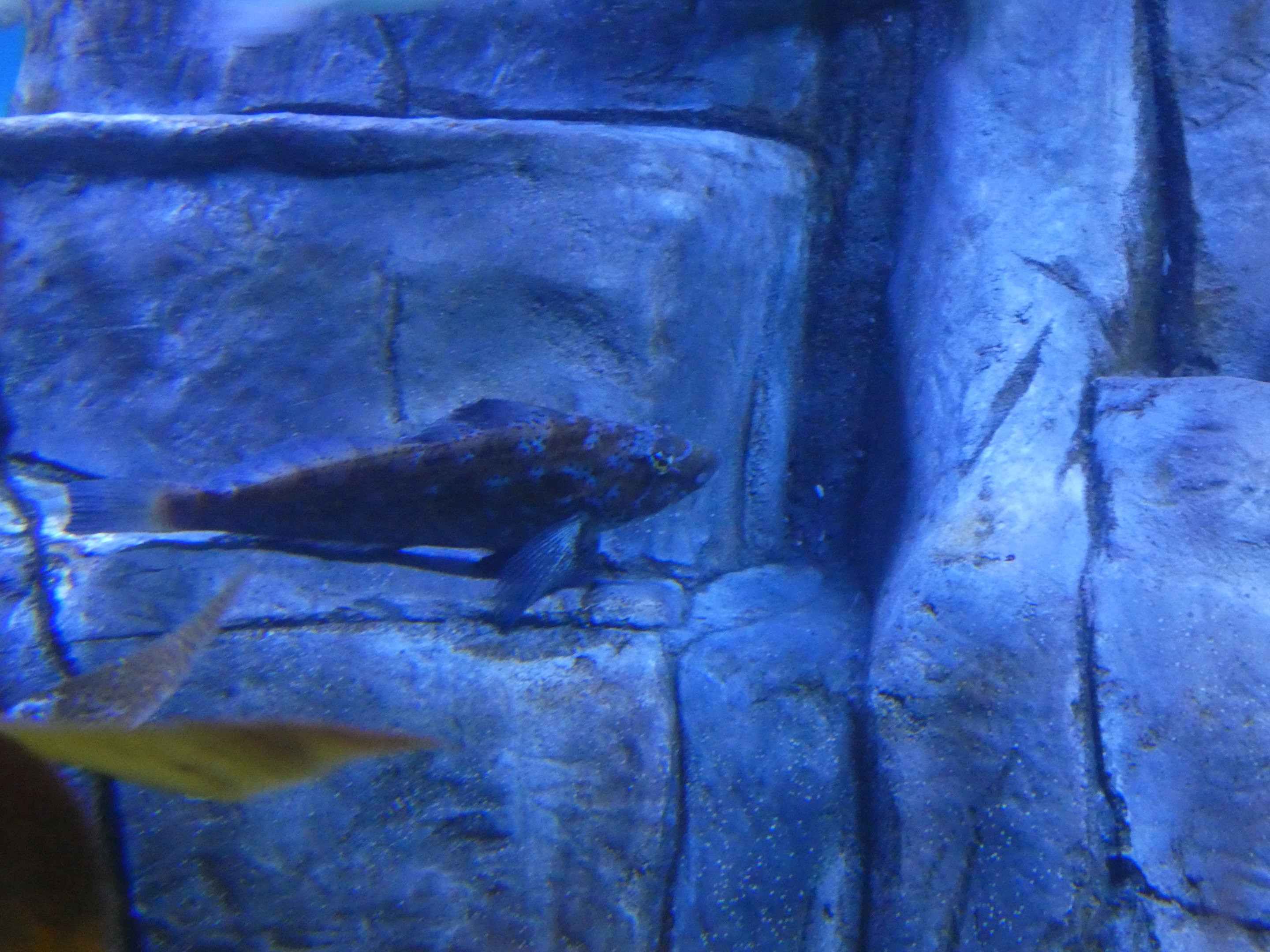 ID? - Aquarium du Quebec