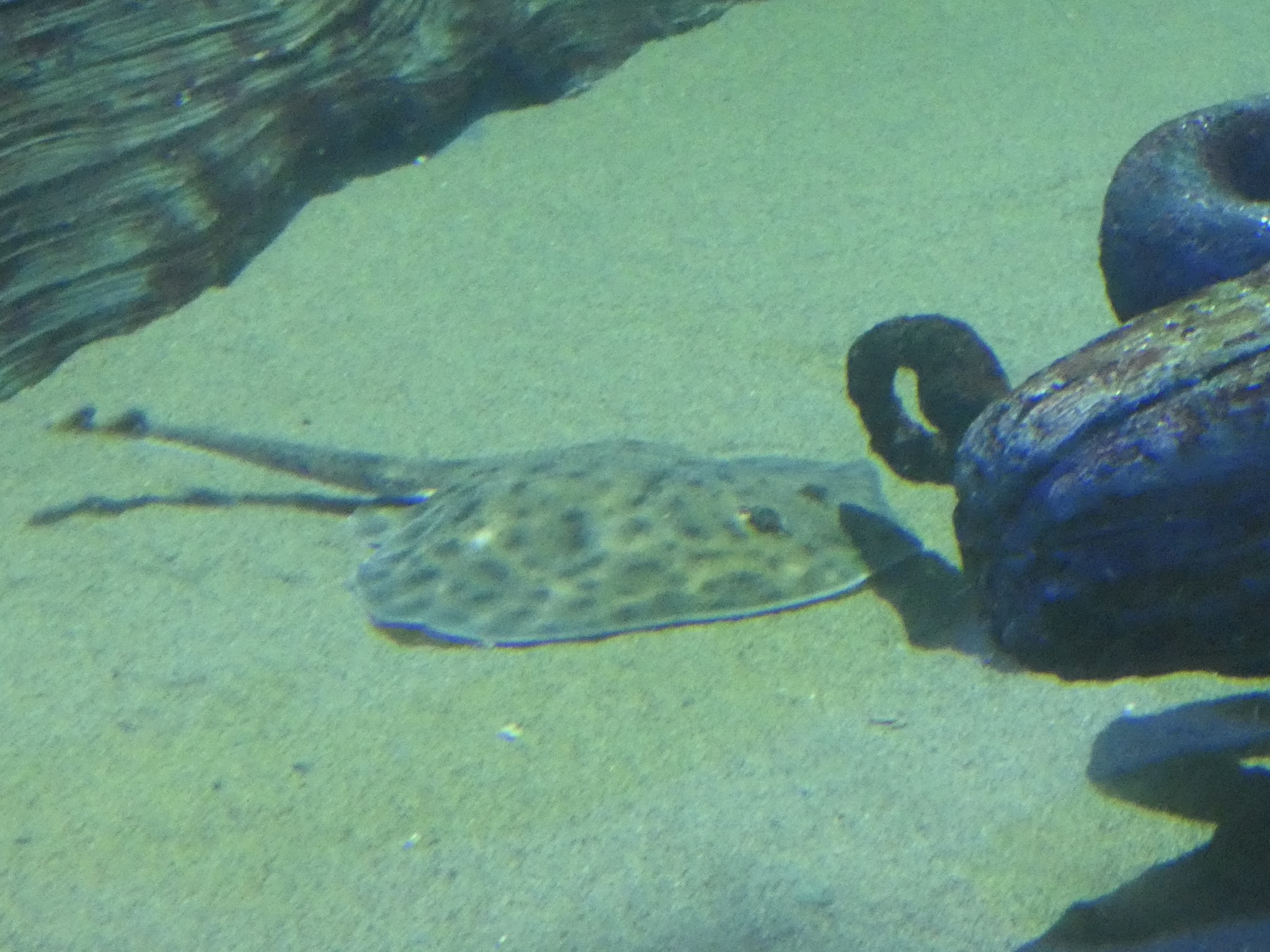 ID? - Aquarium du Quebec