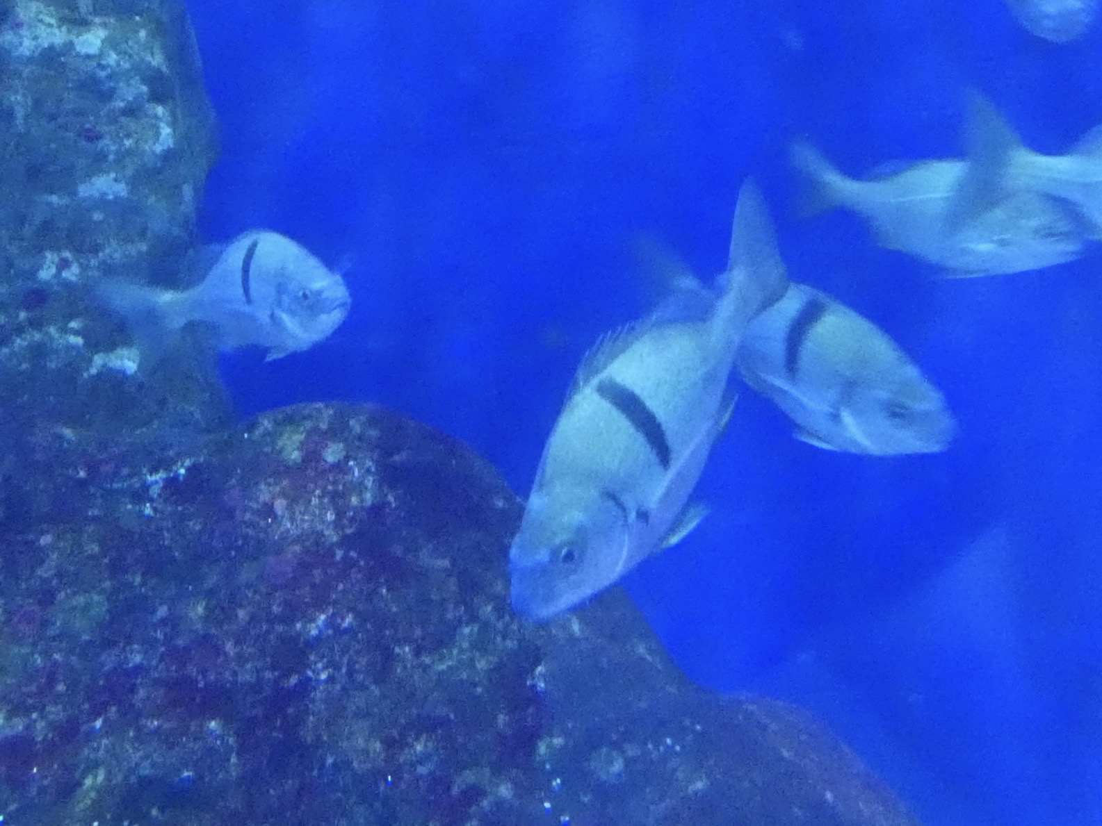 ID? - Aquarium du Quebec