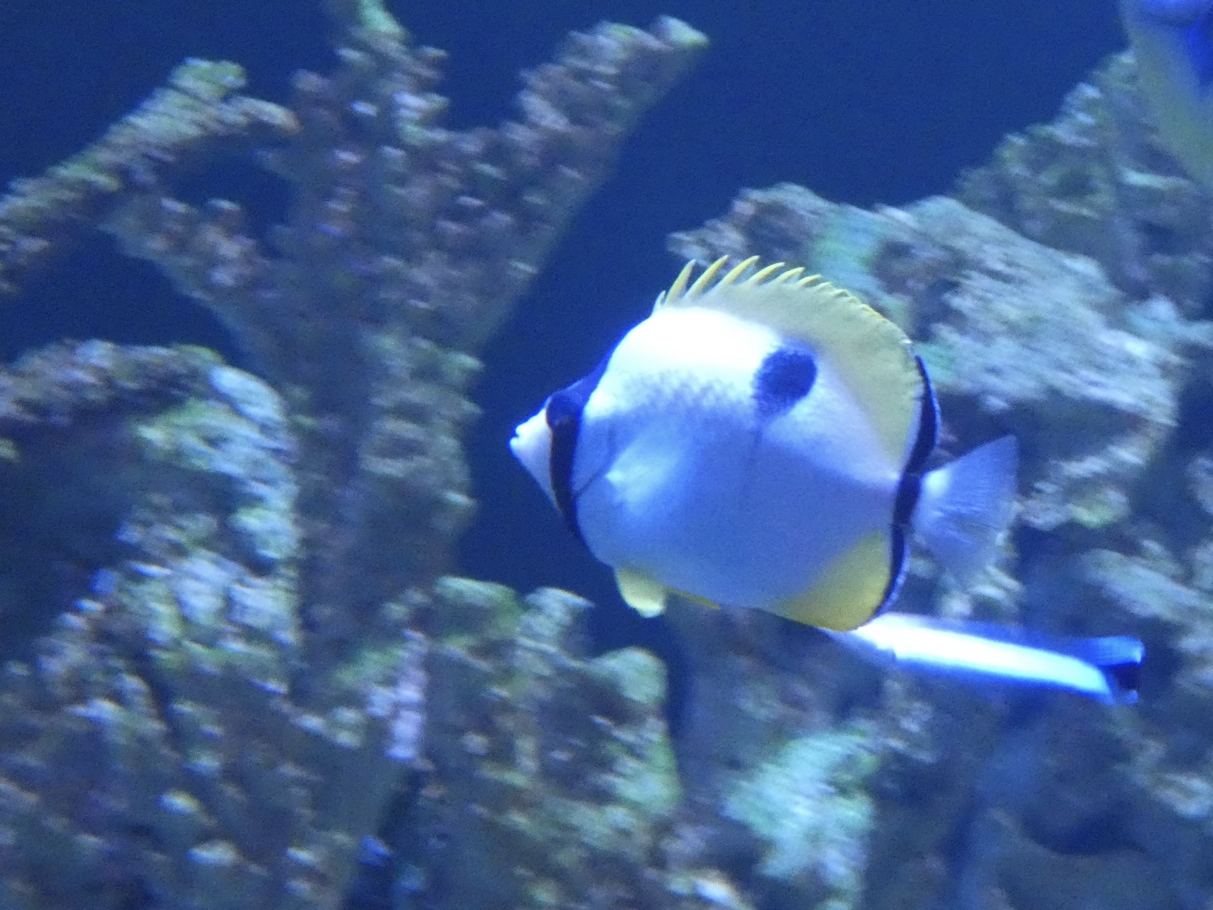ID? - Aquarium du Quebec