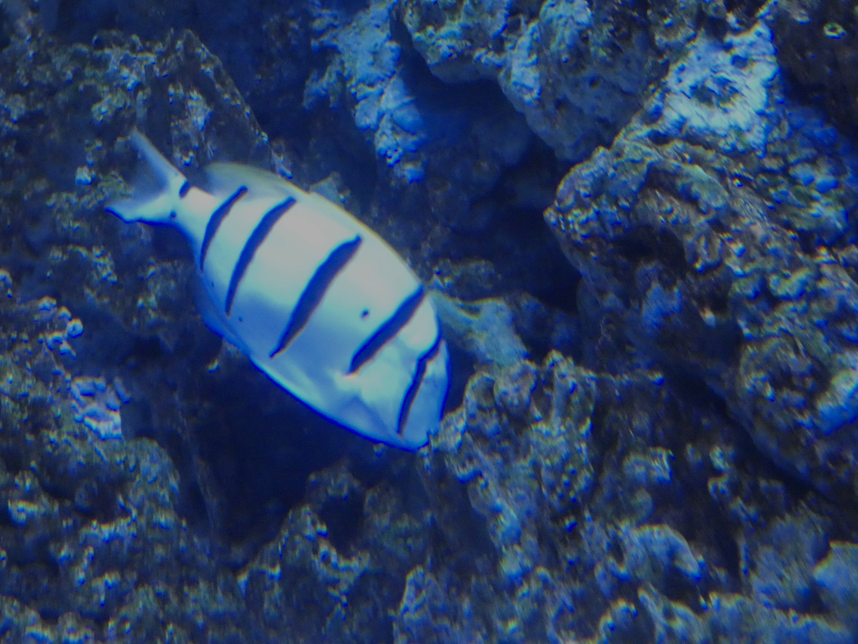ID? - Aquarium du Quebec