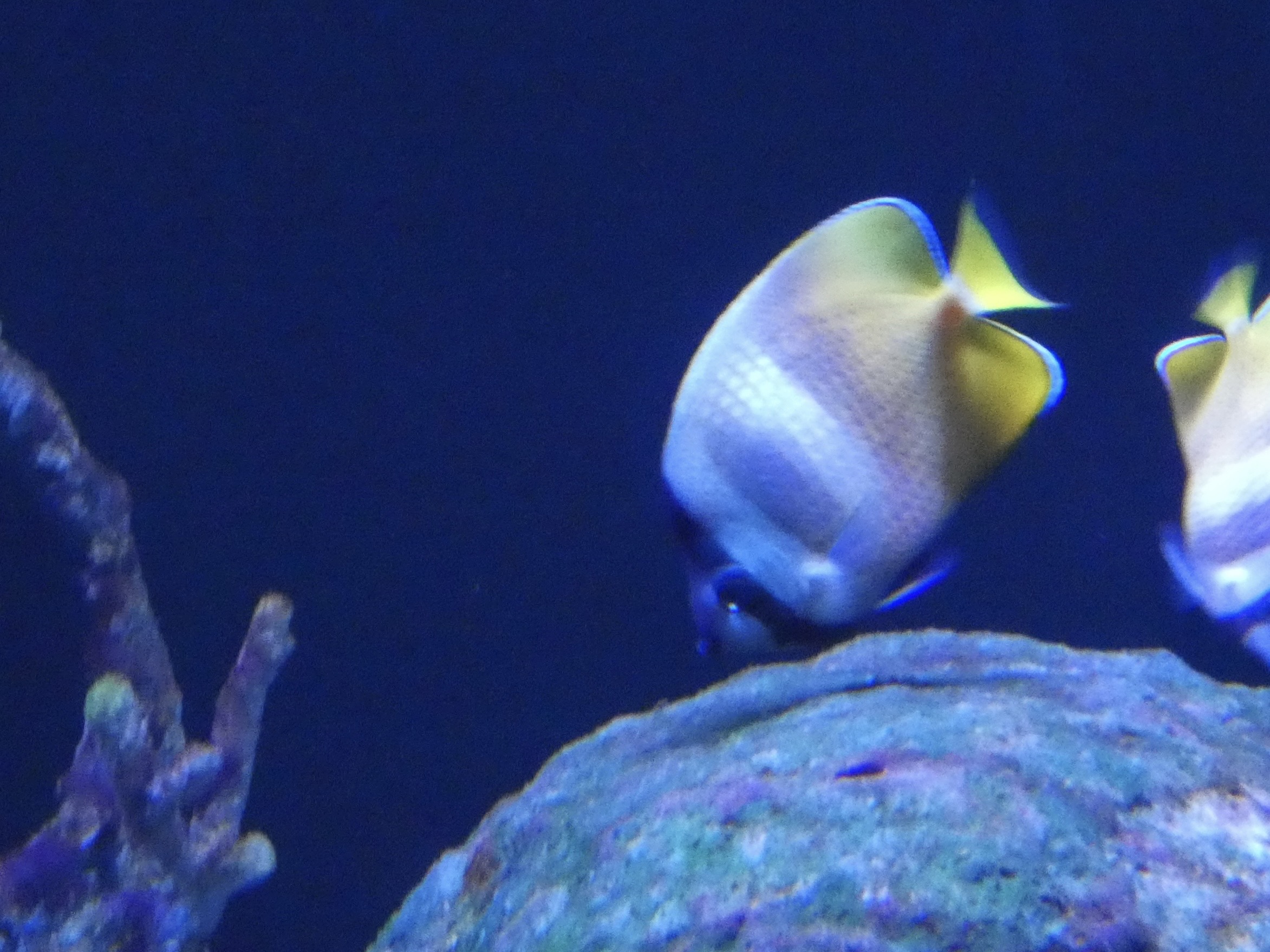 ID? - Aquarium du Quebec