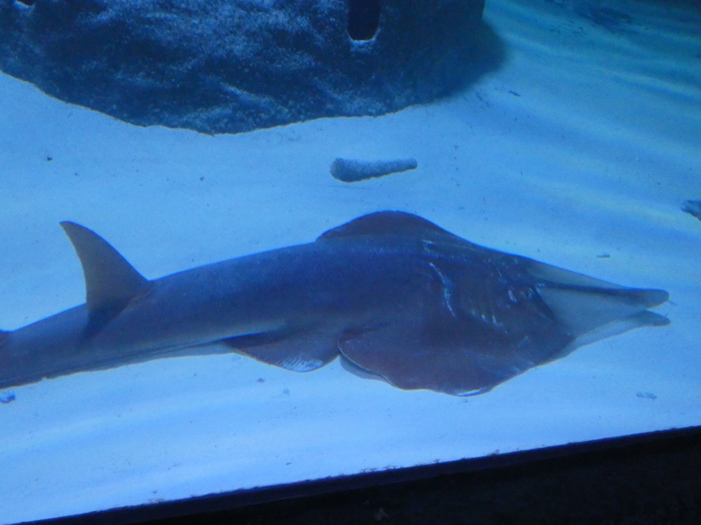ID? - Aquarium du Quebec