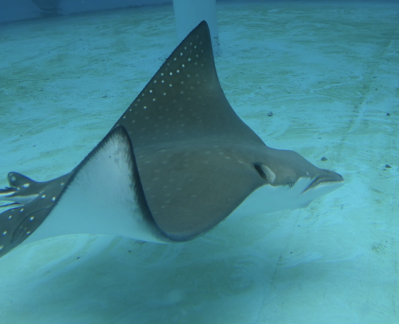 ID? - Aquarium of the Pacific