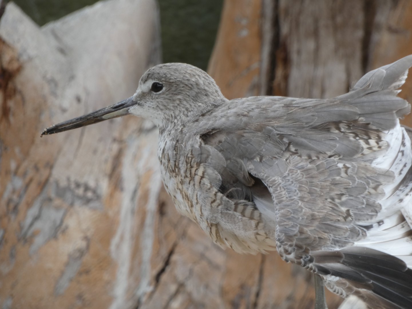 ID? - Aquarium of the Pacific