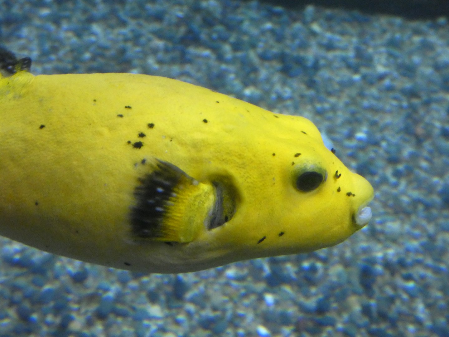 ID? - Aquarium of the Pacific