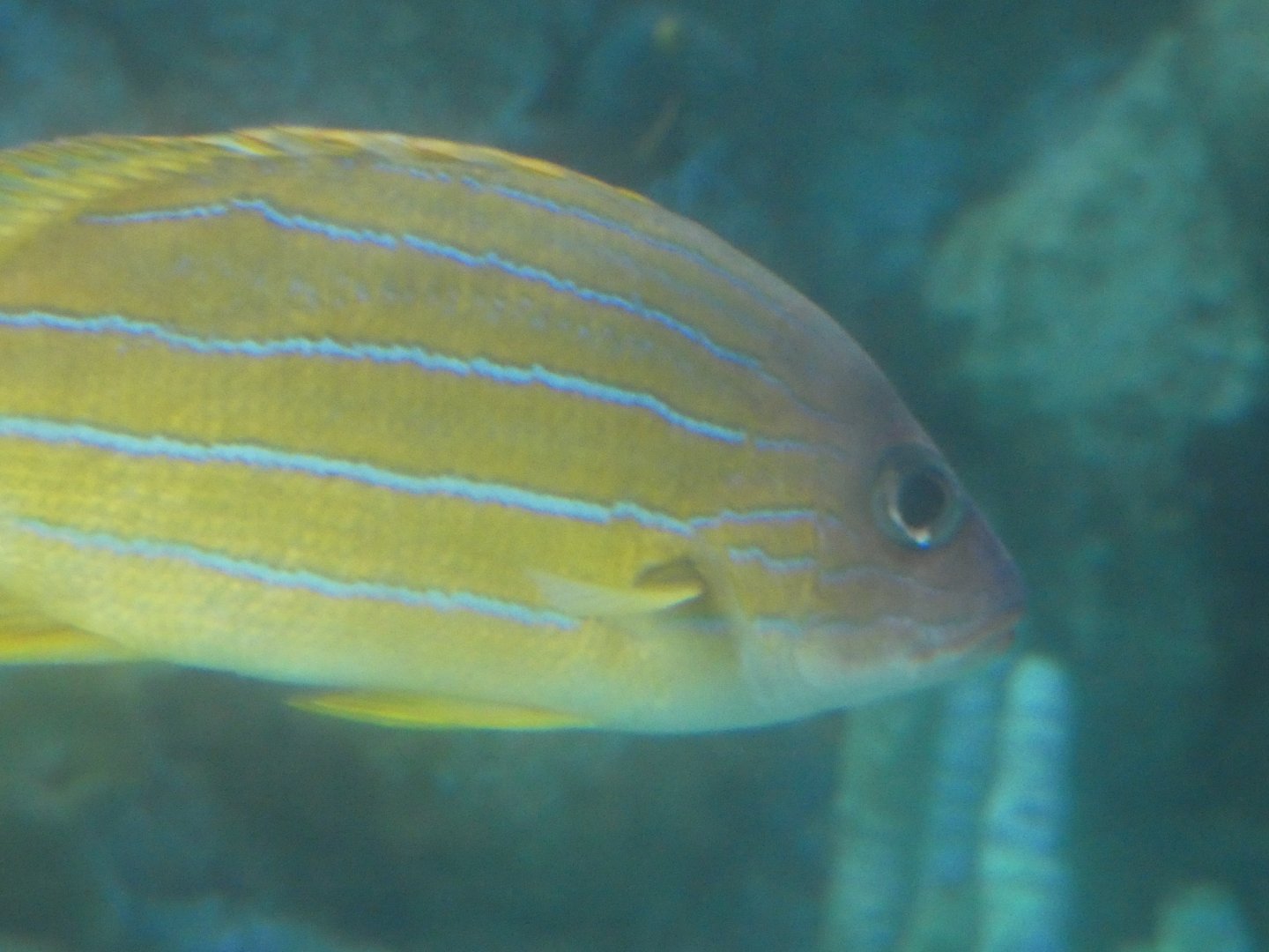 ID? - Aquarium of the Pacific