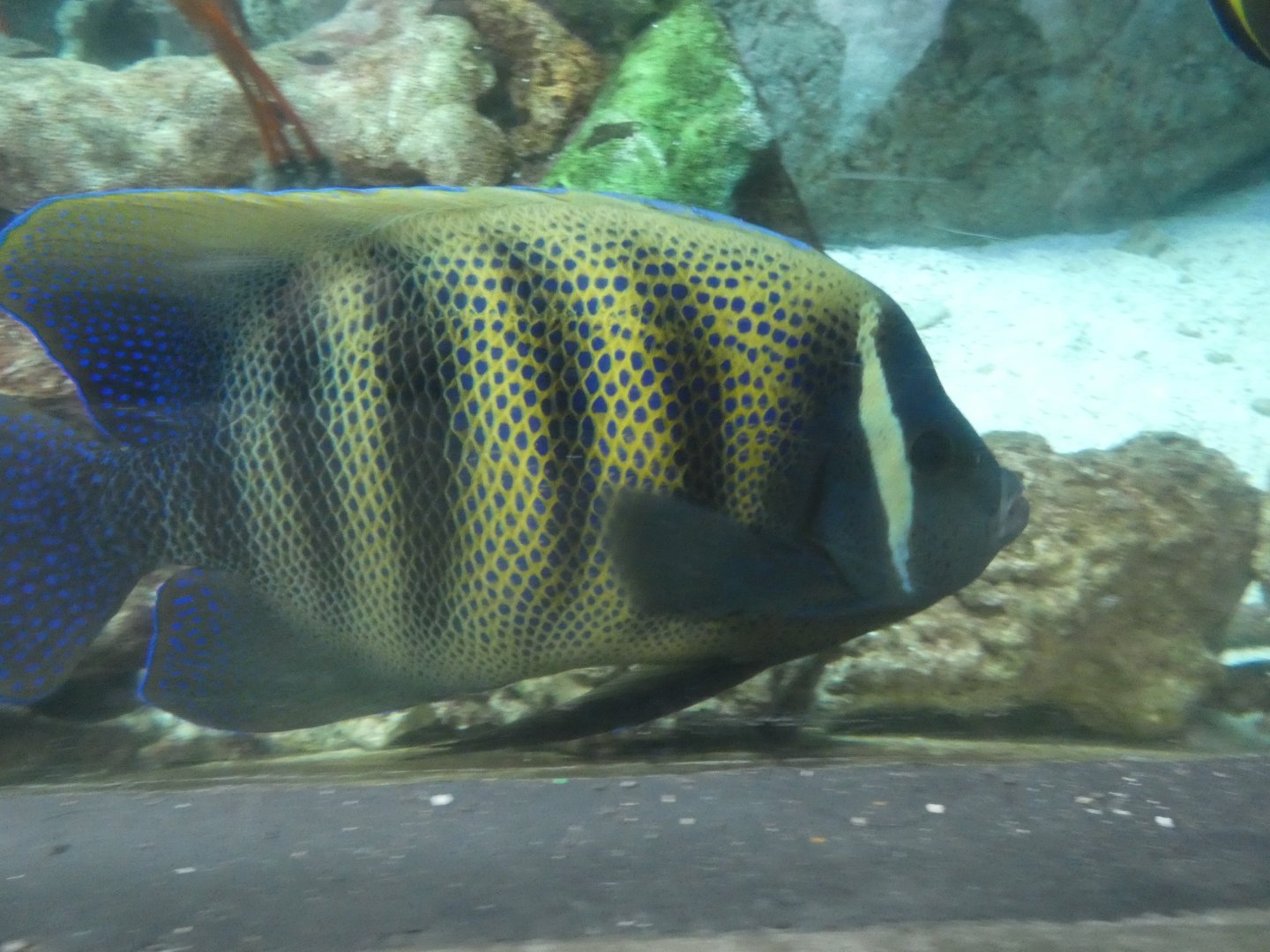ID? - Aquarium of the Pacific