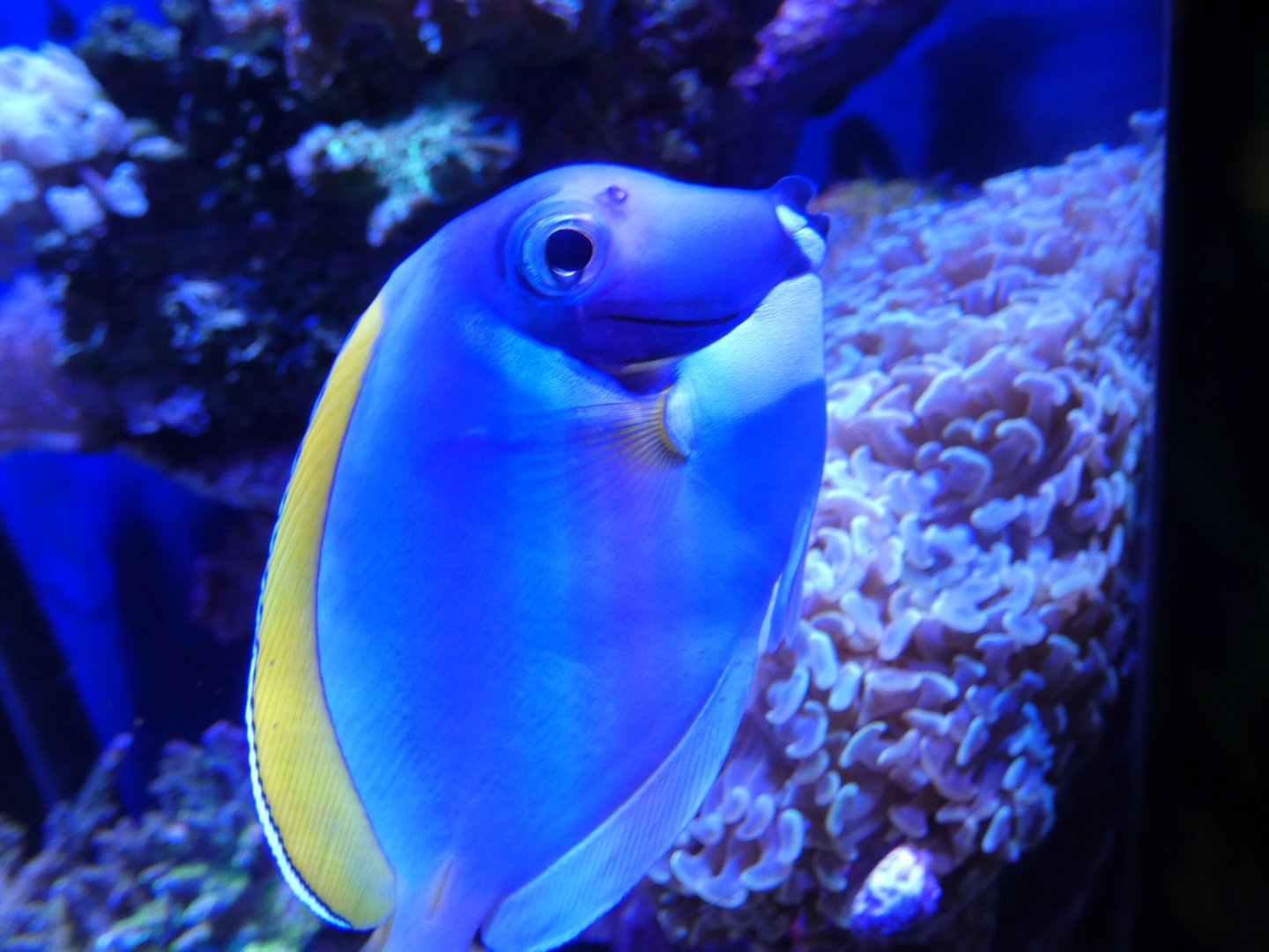 ID? - Aquarium of the Pacific