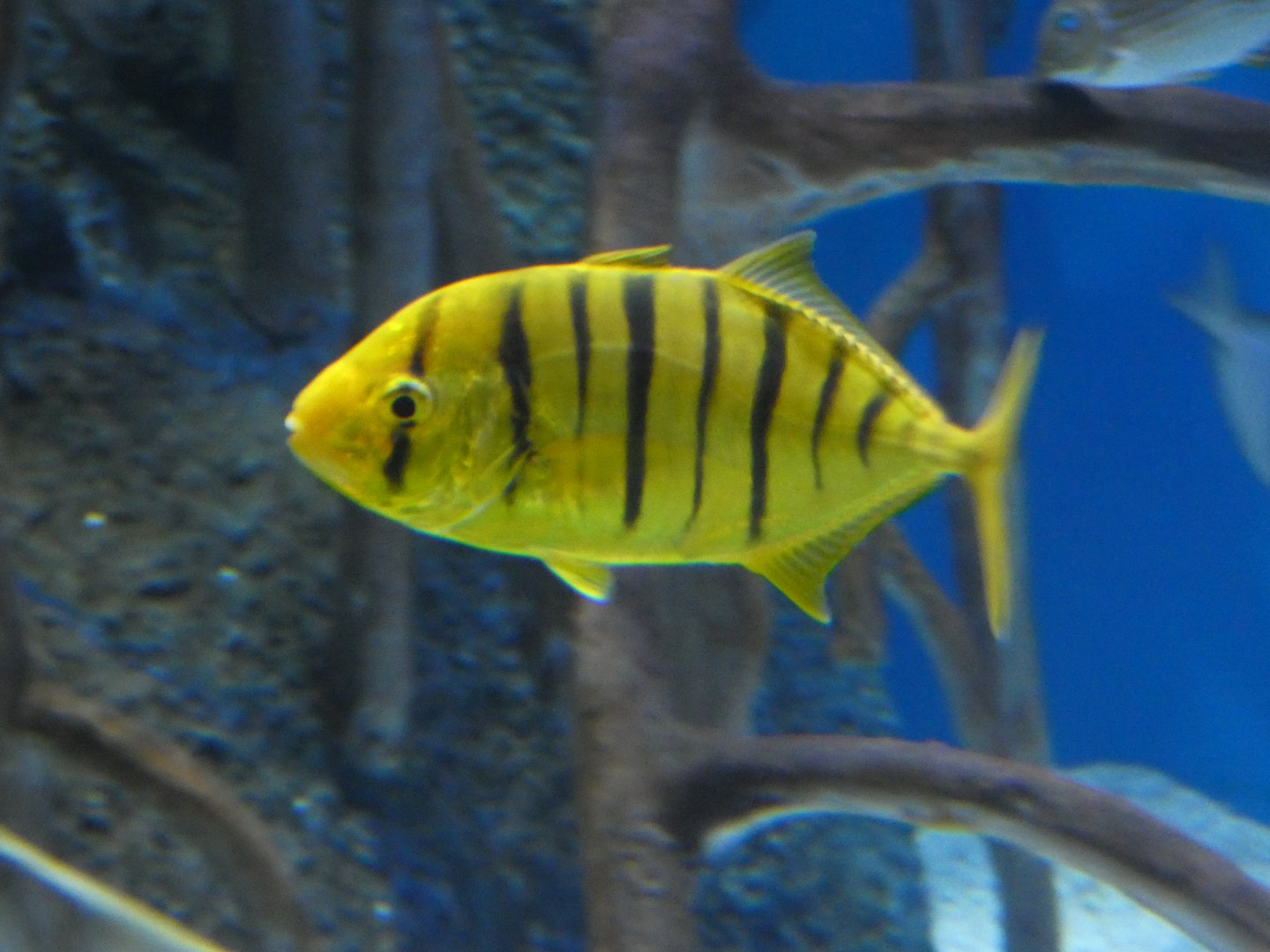 ID? - Aquarium of the Pacific