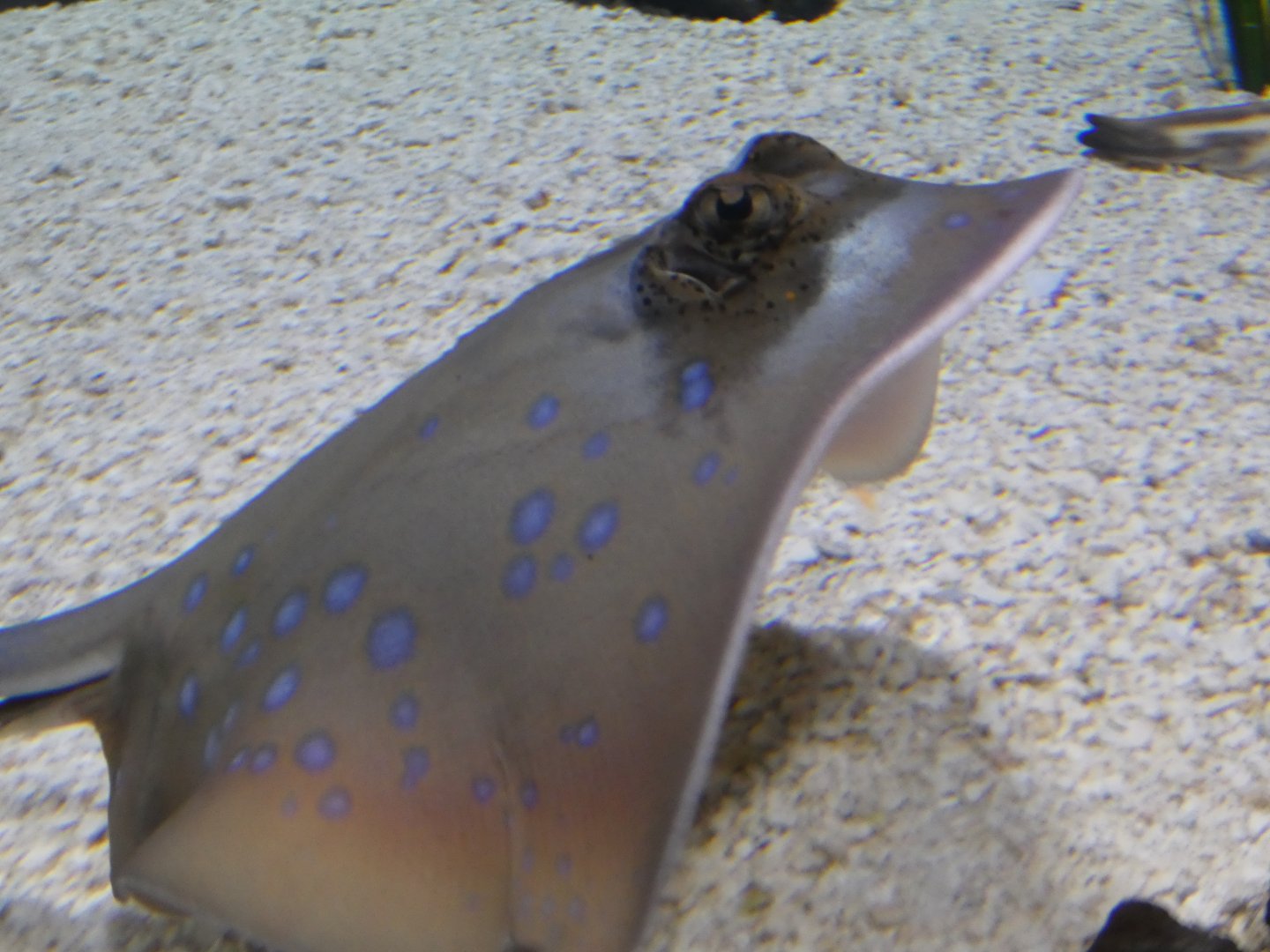 ID? - Aquarium of the Pacific