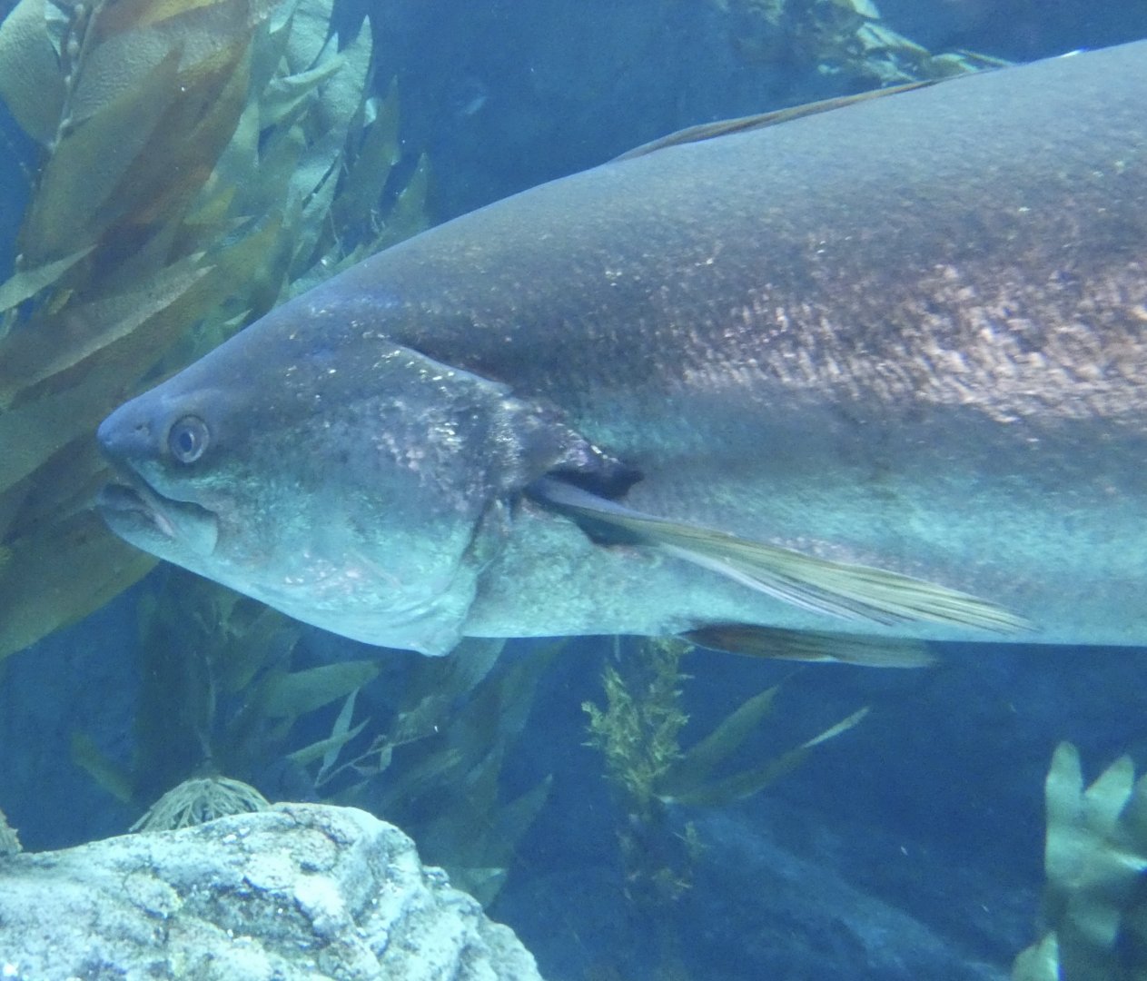 ID? - Aquarium of the Pacific