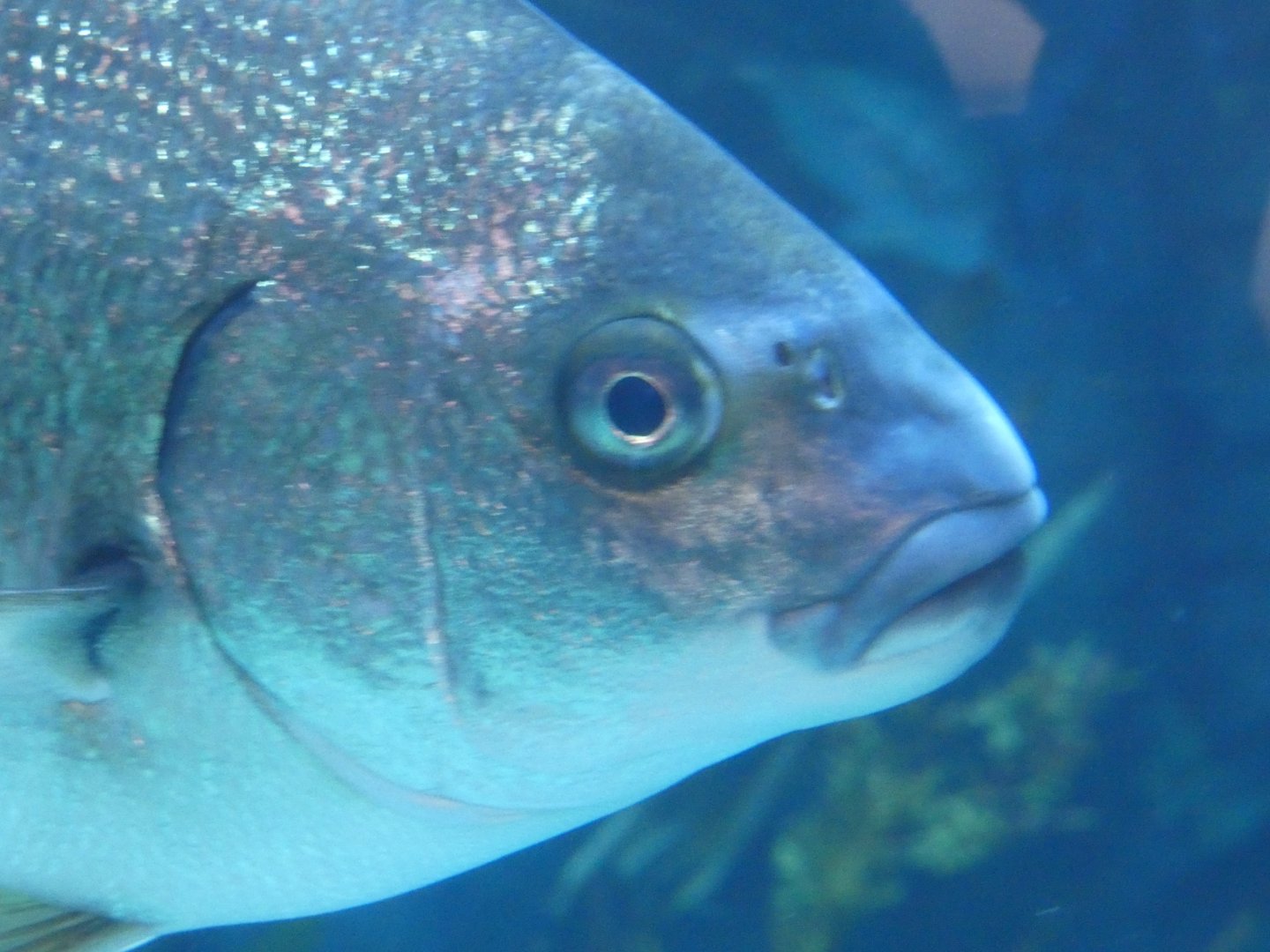 ID? - Aquarium of the Pacific
