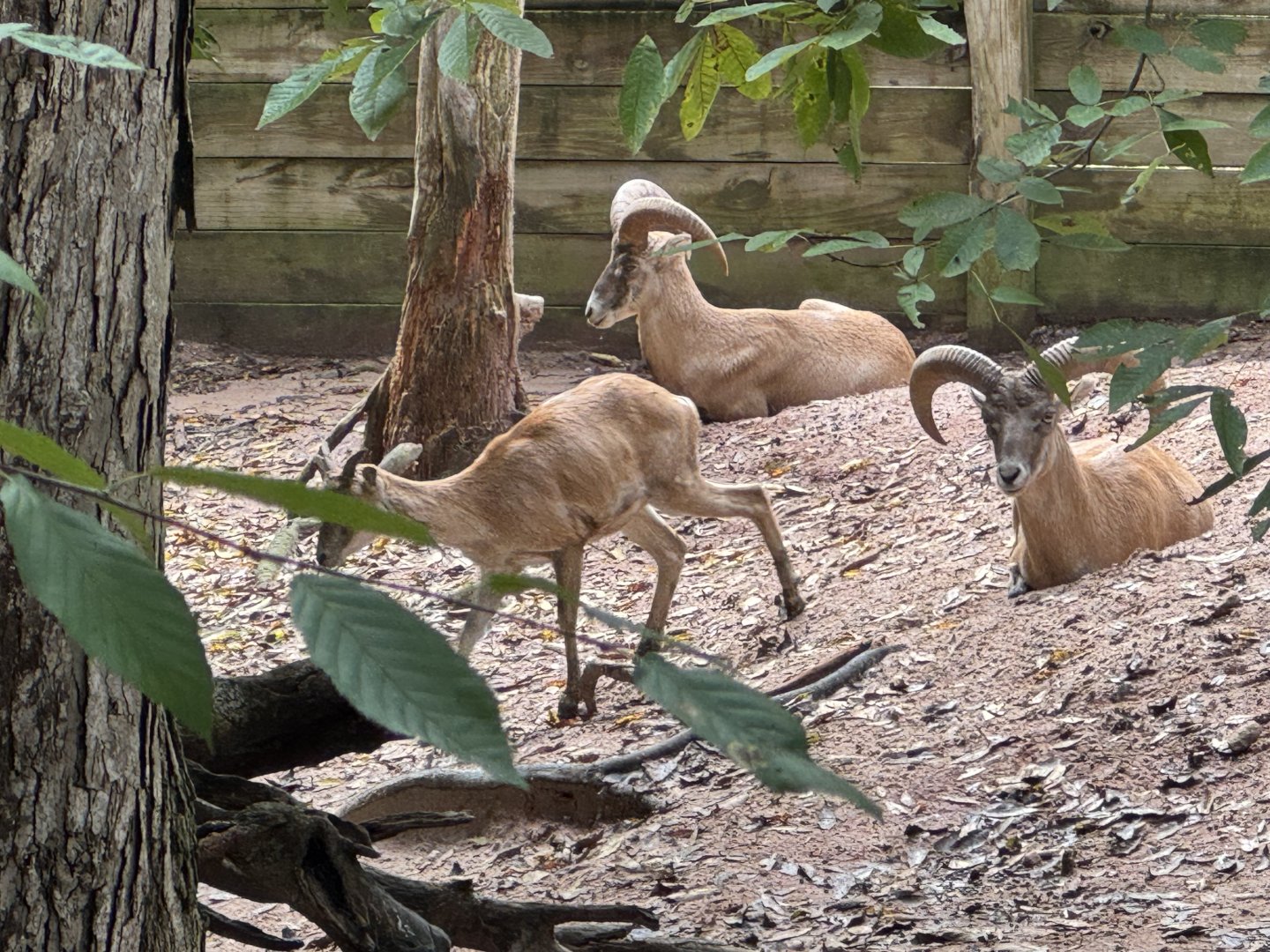 ID? Armenian mouflon, urial, something in between?