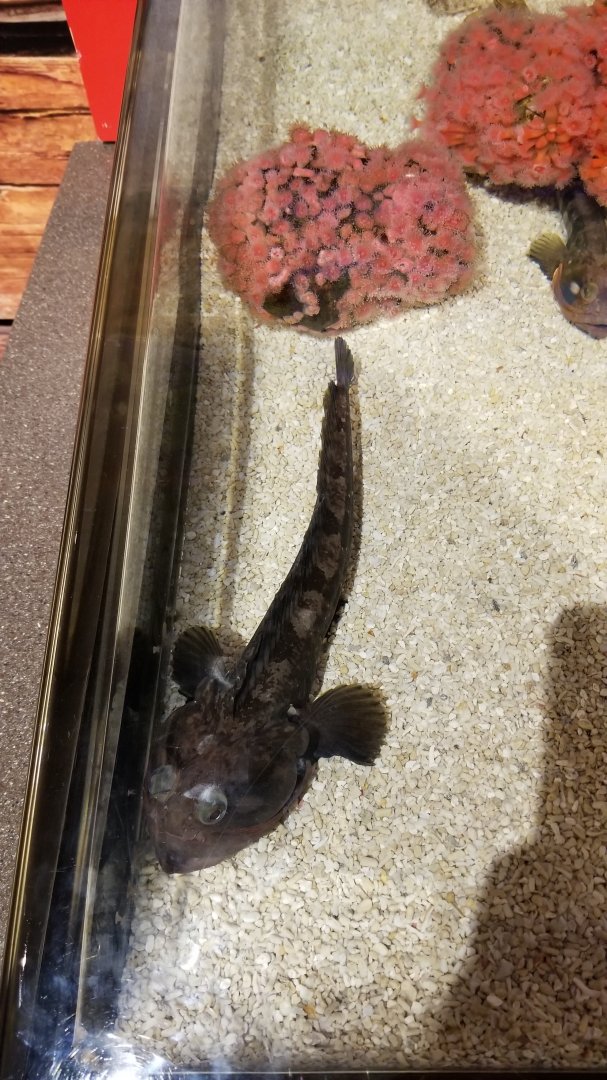 ID? batfish sp? Aq of the Smokies - Curious Creatures
