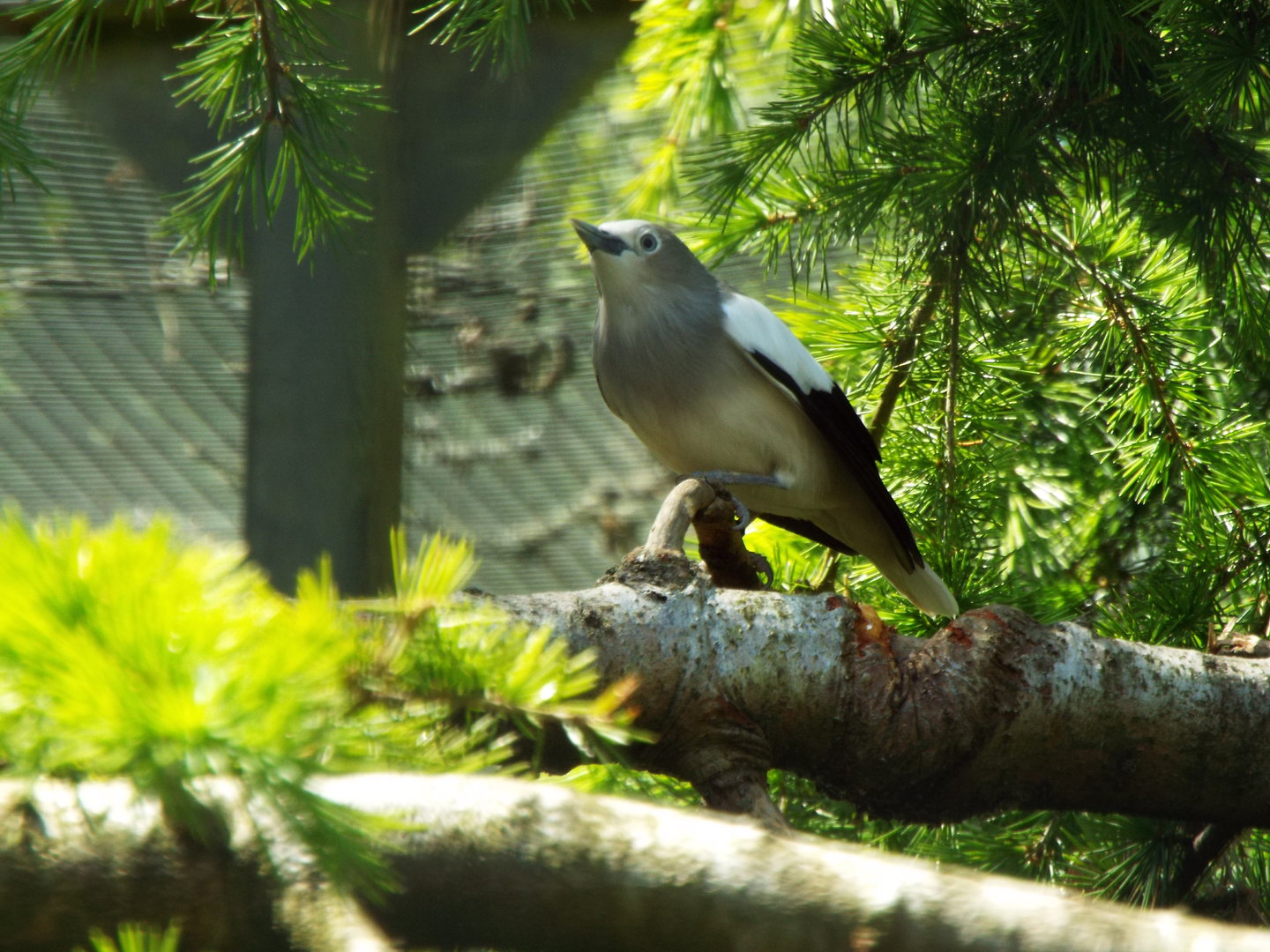 ID? Beale Wildlife Park