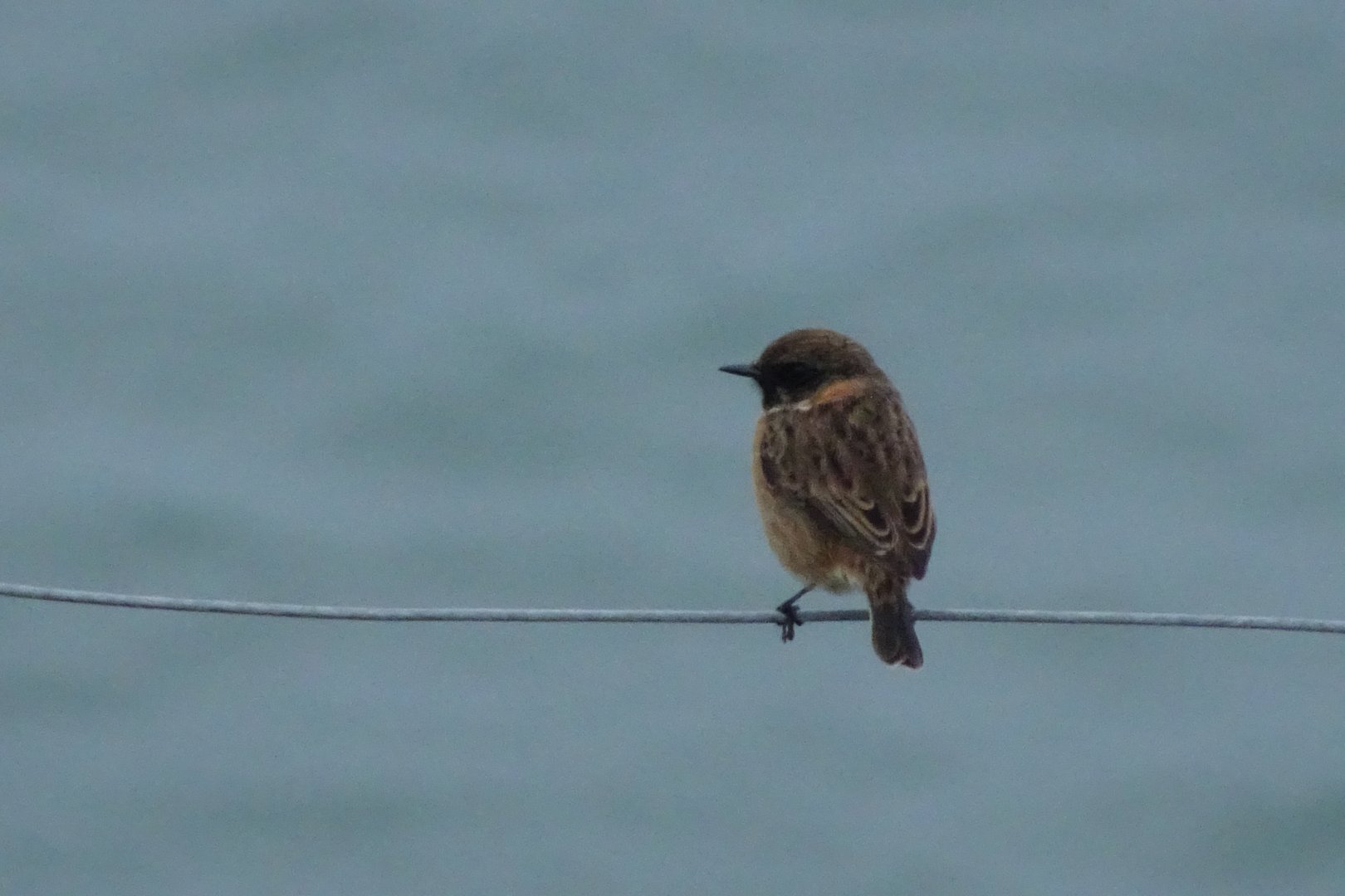 ID? Berry Head, Torbay, January 2018 #1
