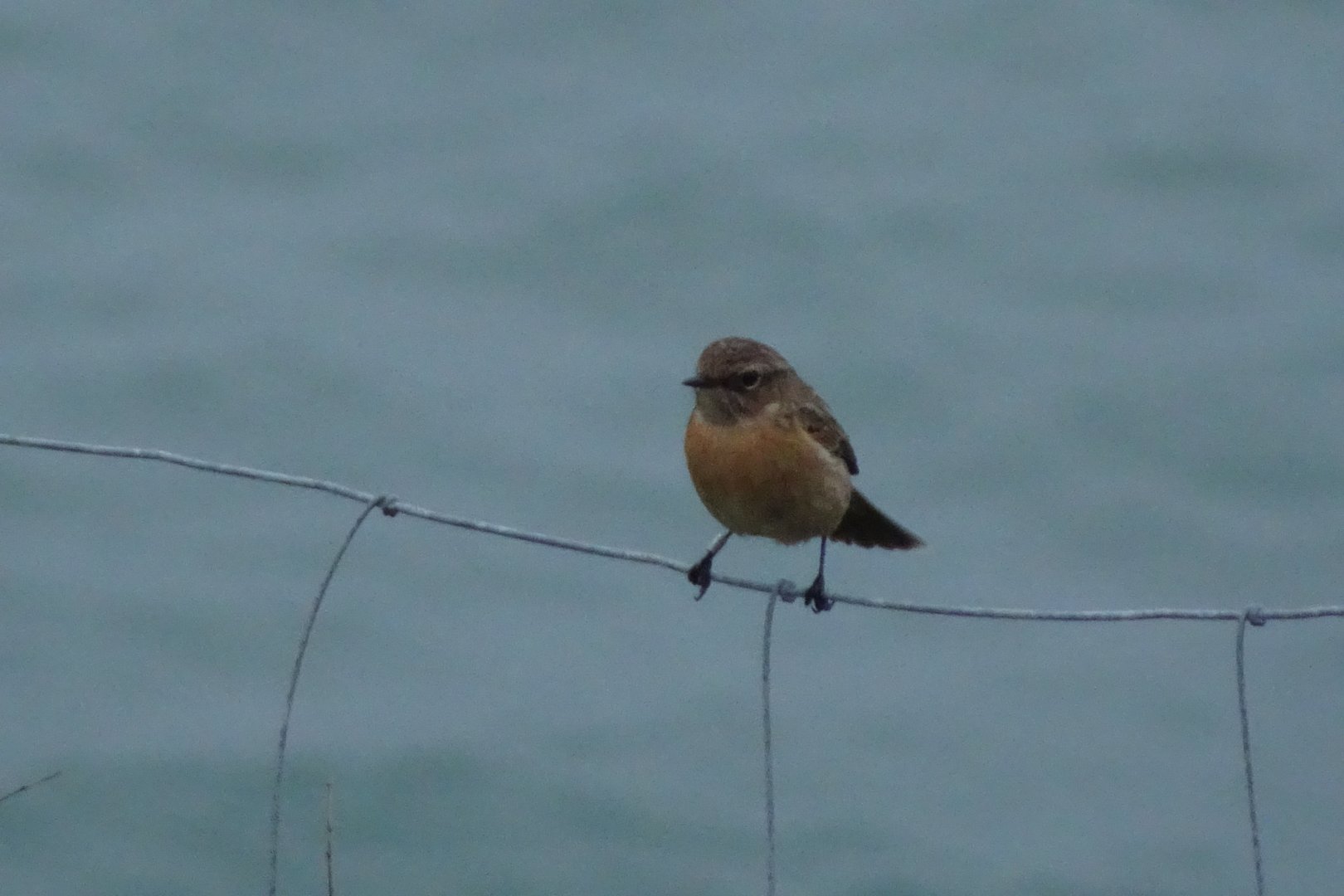 ID? Berry Head, Torbay, January 2018 #2