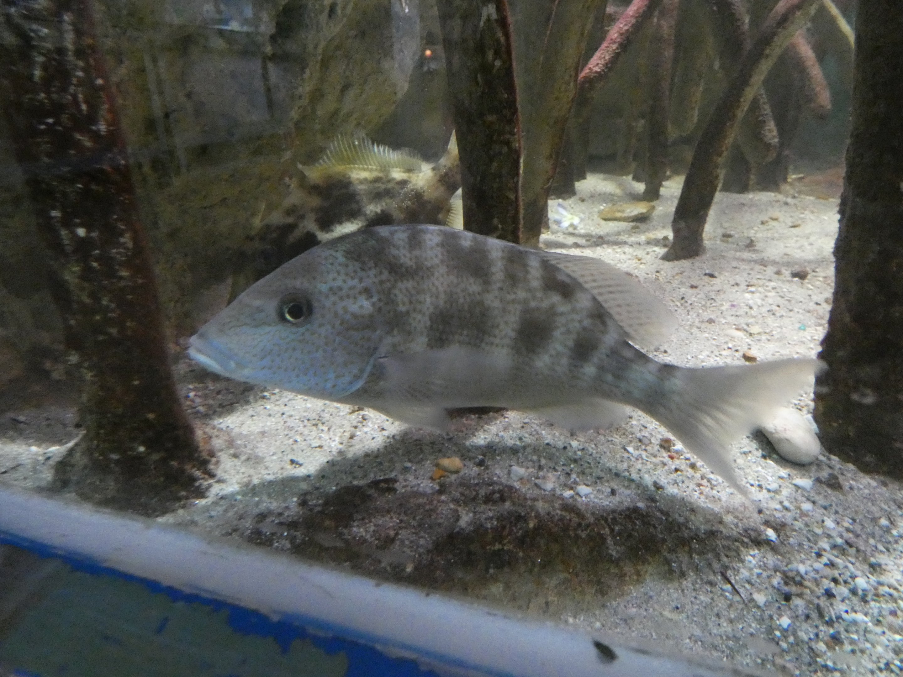 ID? - Biomes Marine Biology Center