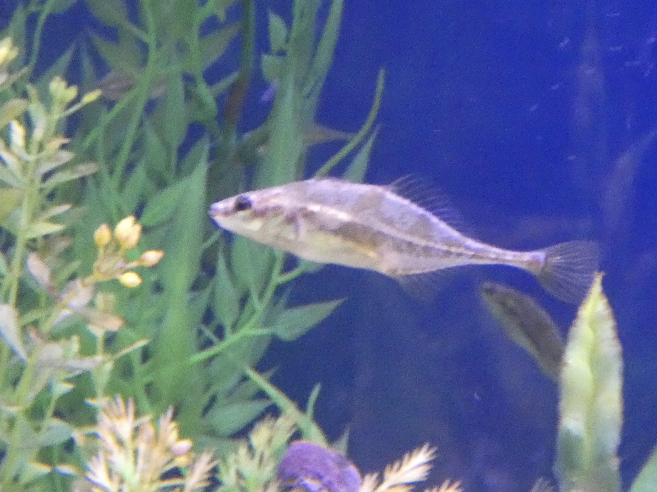 ID? - Biomes Marine Biology Center