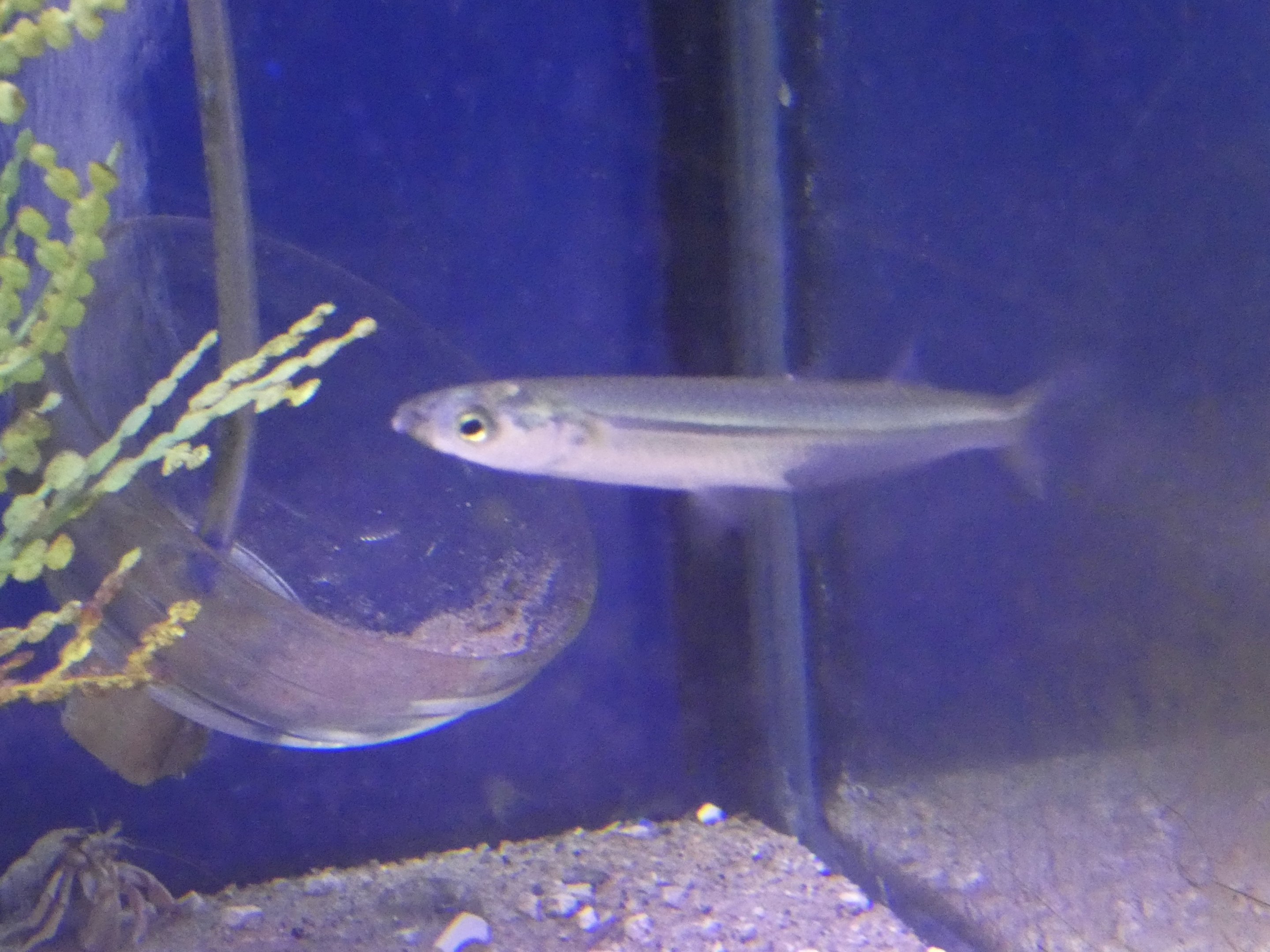 ID? - Biomes Marine Biology Center