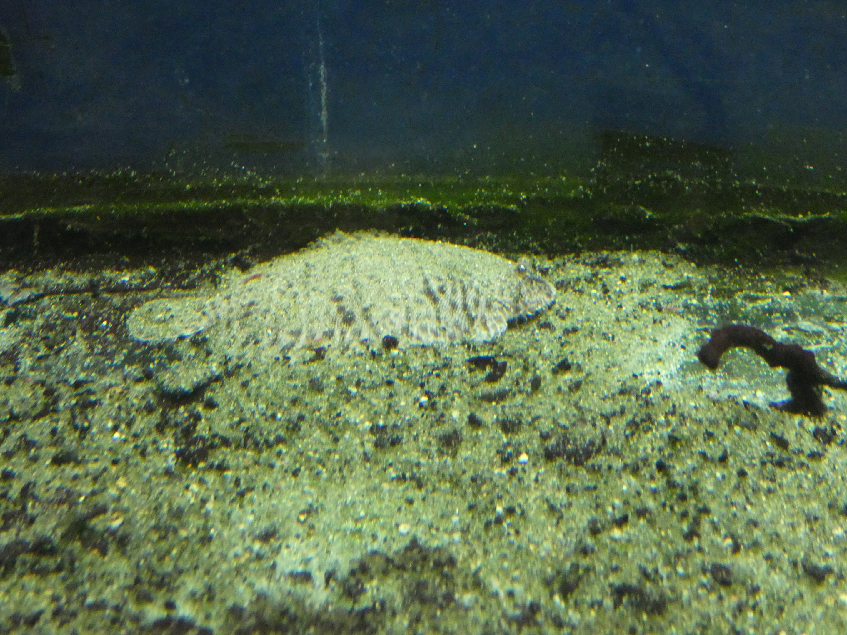 ID? - Biomes Marine Biology Center