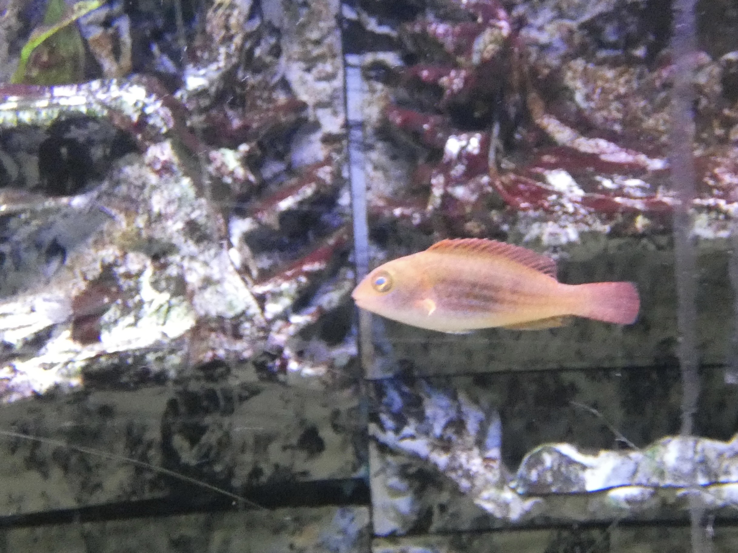 ID? - Biomes Marine Biology Center