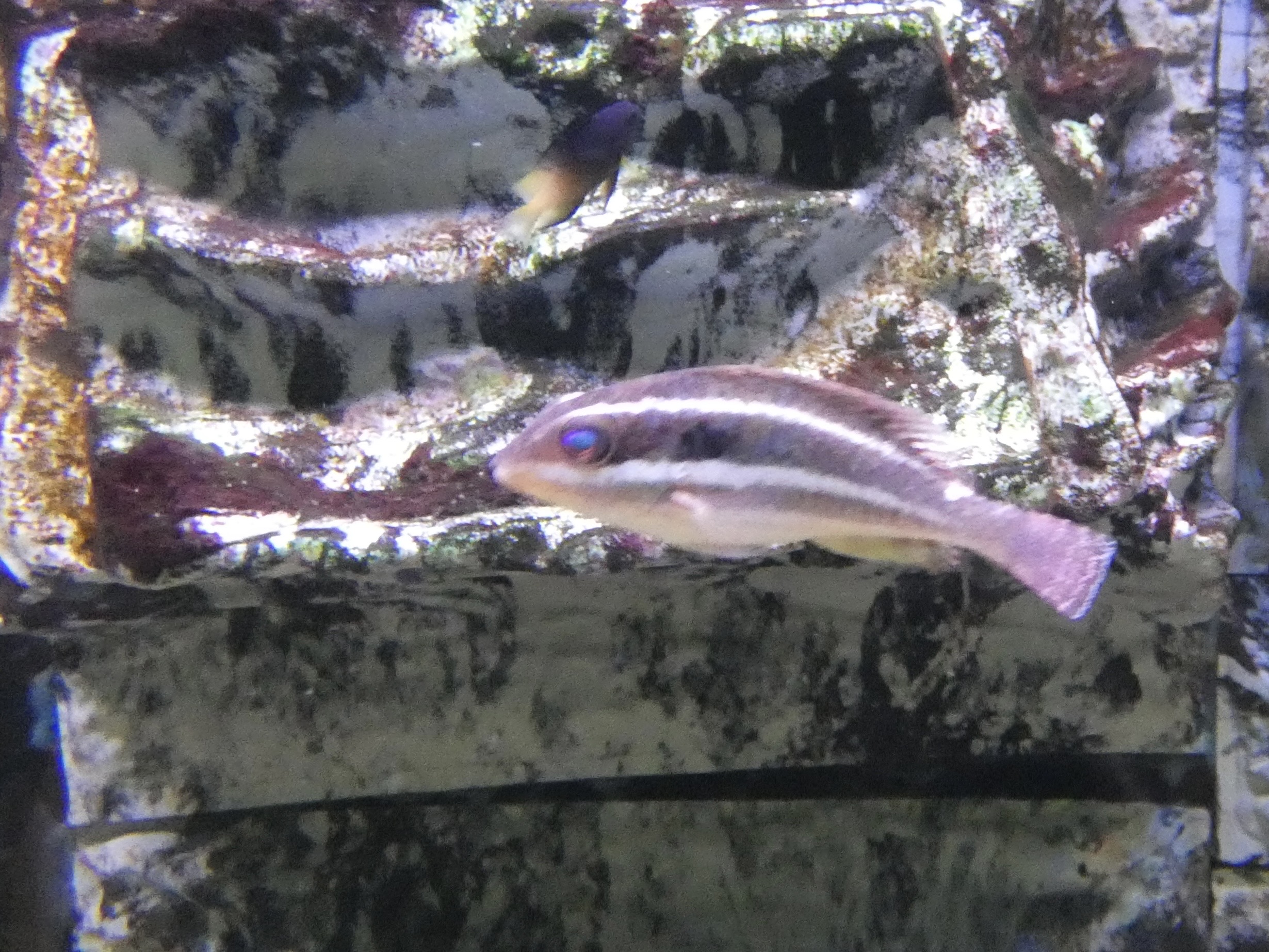 ID? - Biomes Marine Biology Center