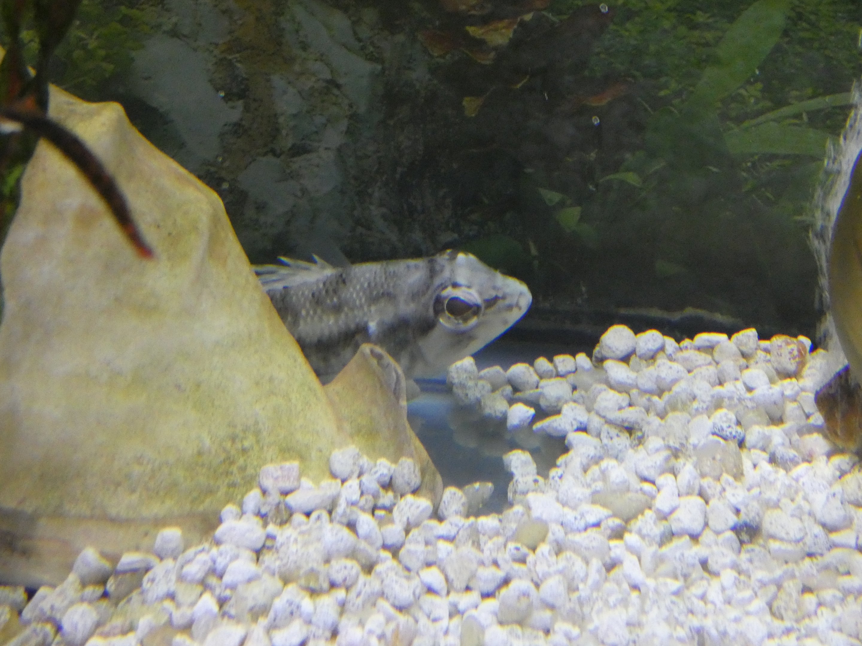 ID? - Biomes Marine Biology Center