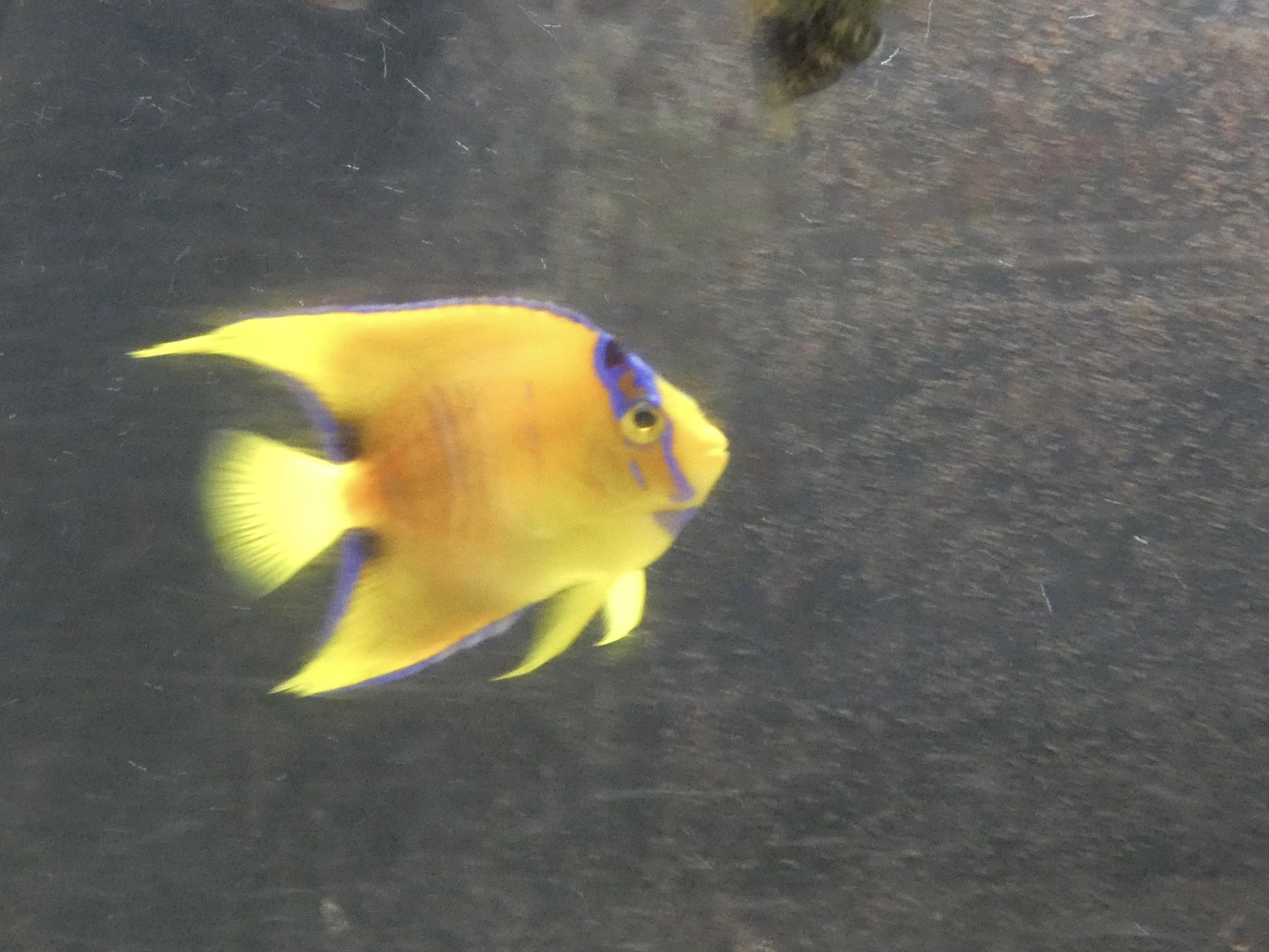 ID? - Biomes Marine Biology Center