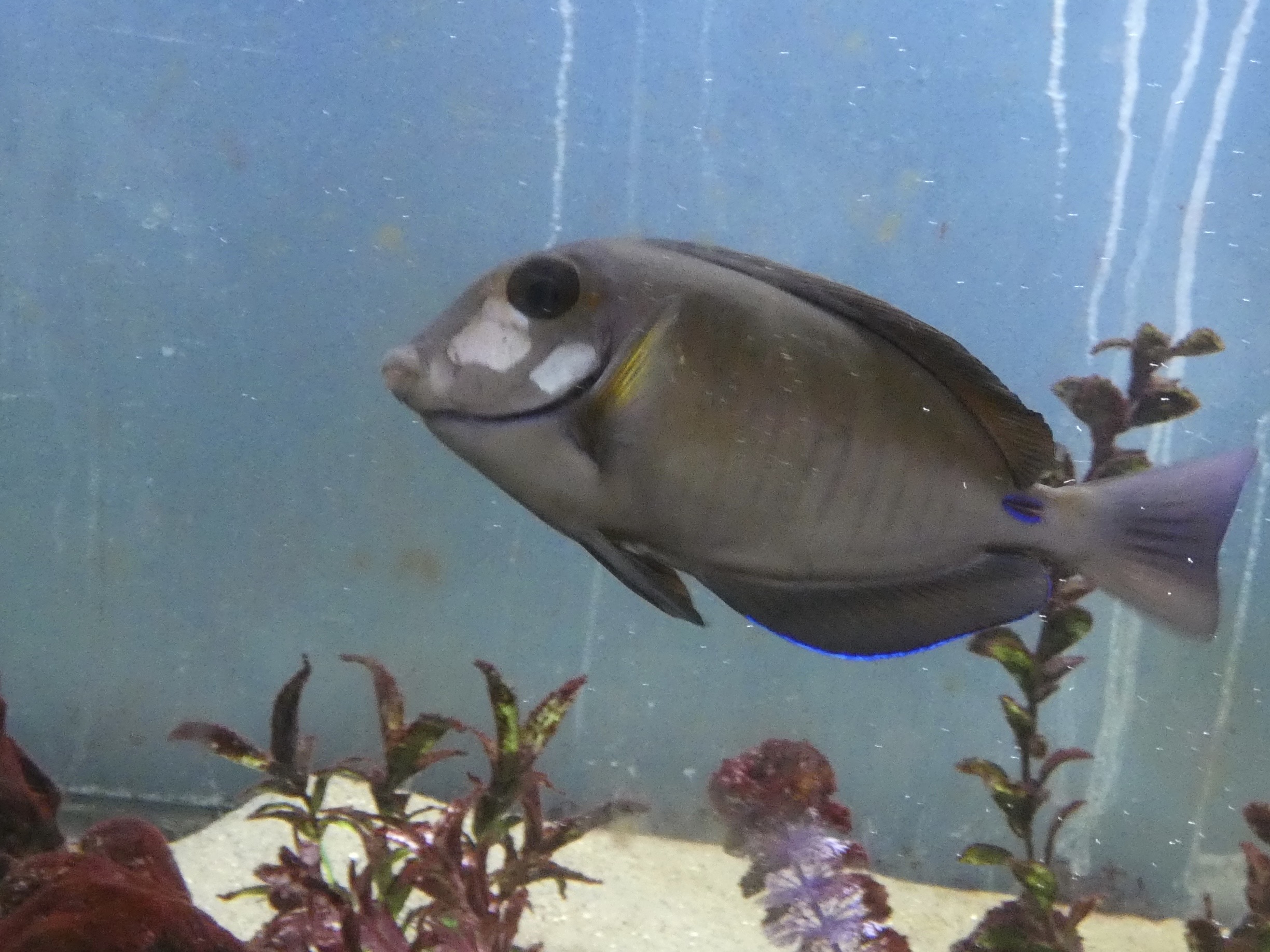 ID? - Biomes Marine Biology Center