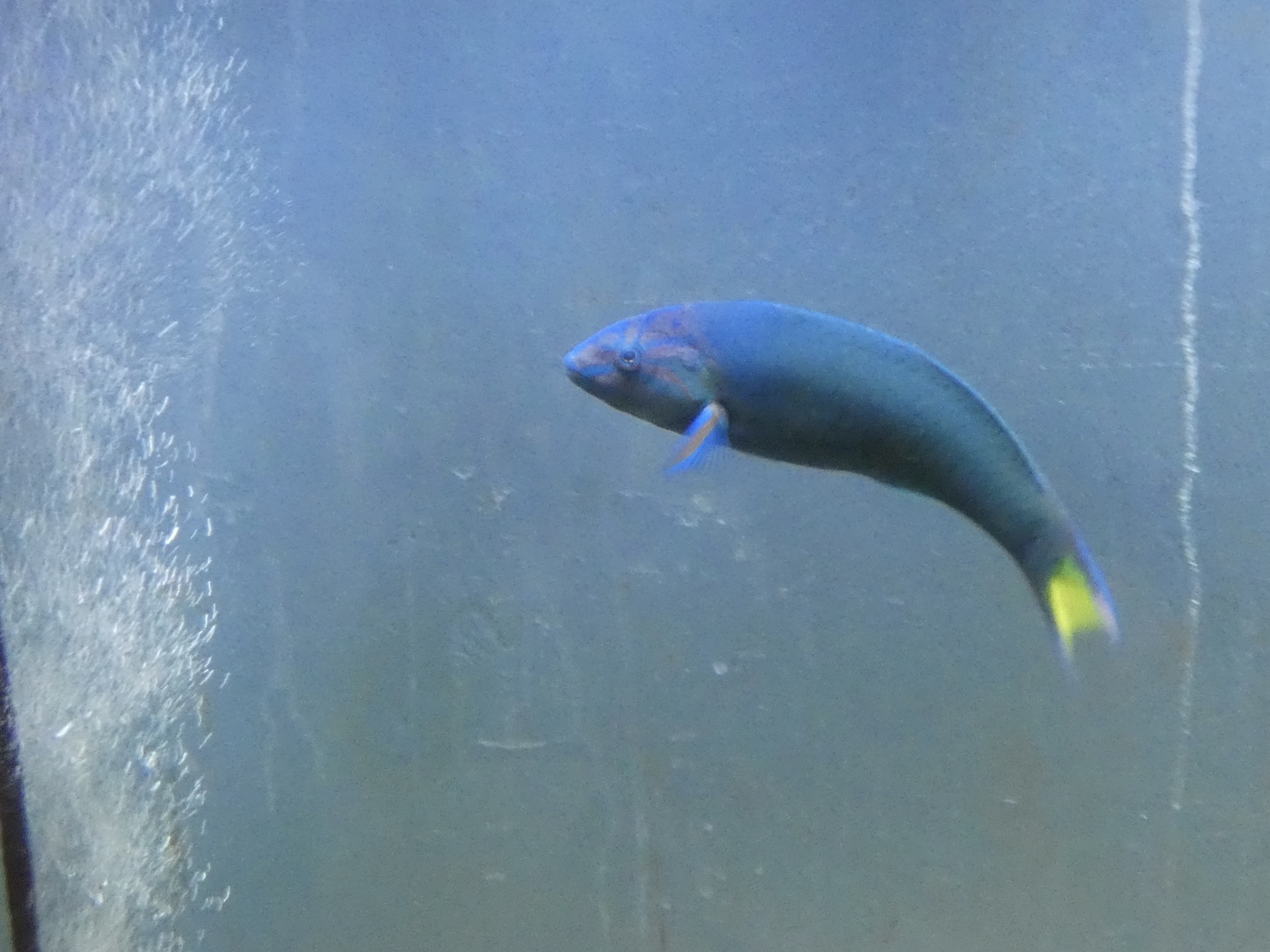 ID? - Biomes Marine Biology Center