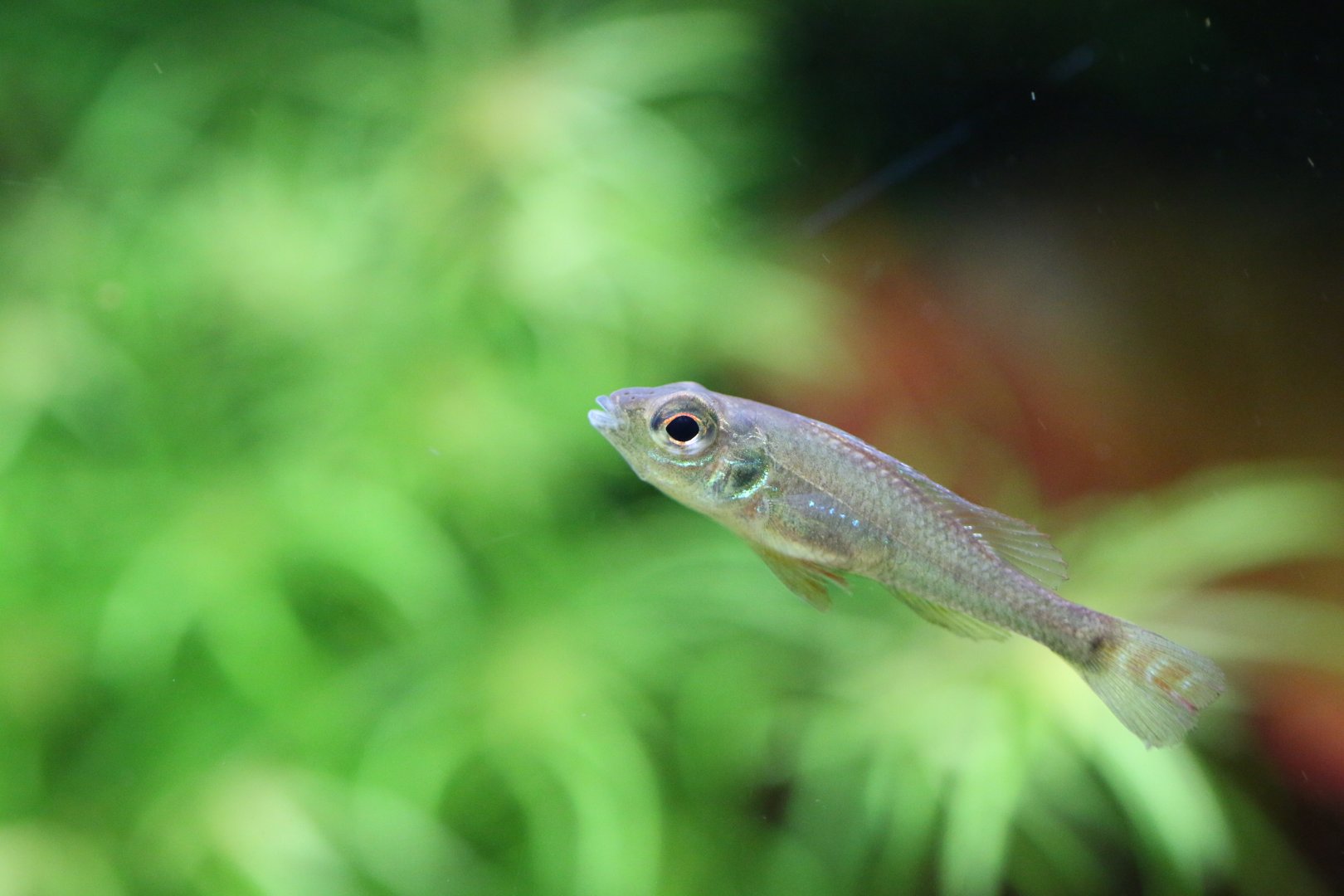 ID Biotoecus opercularis or Biotoecus dicentrarchus ?