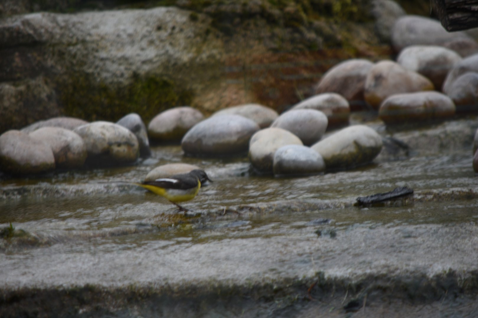 ID? Bird in the tiger enclosure.