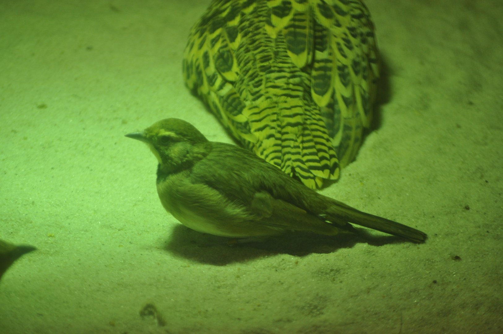 ID BIRD PRAGUE ZOO (2017)