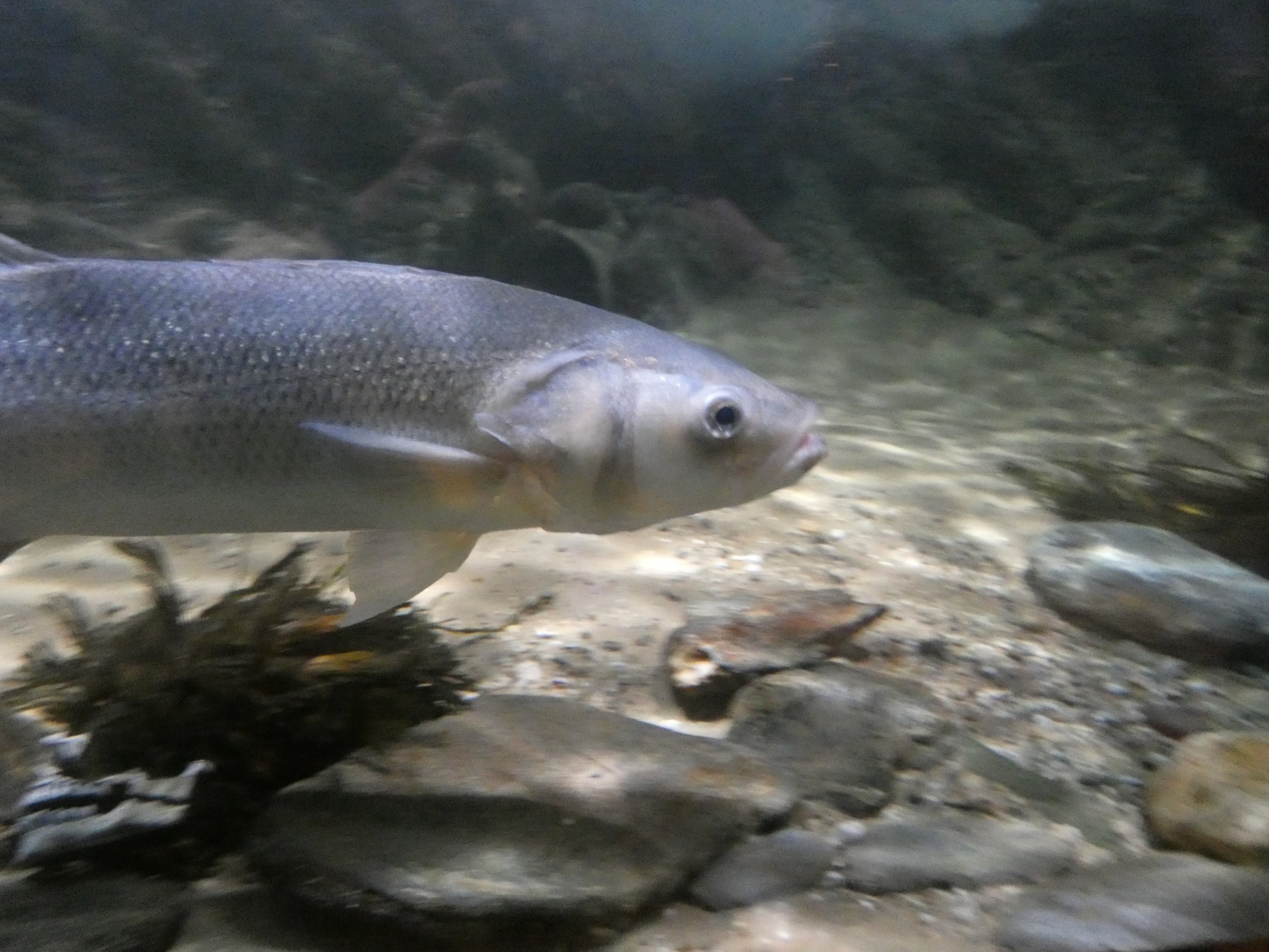 ID? - Blue Reef Aquarium Newquay