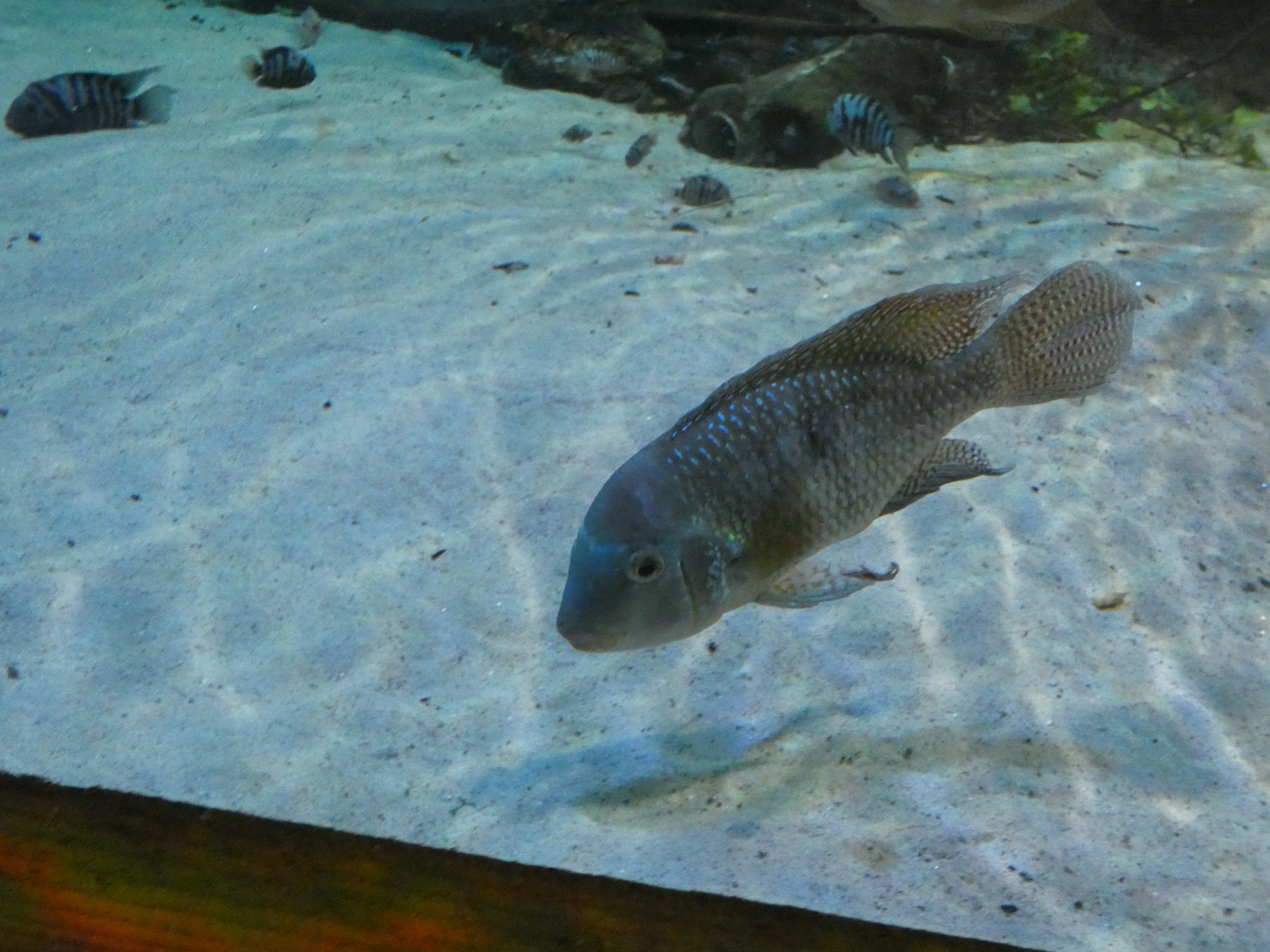 ID? - Blue Reef Aquarium Newquay
