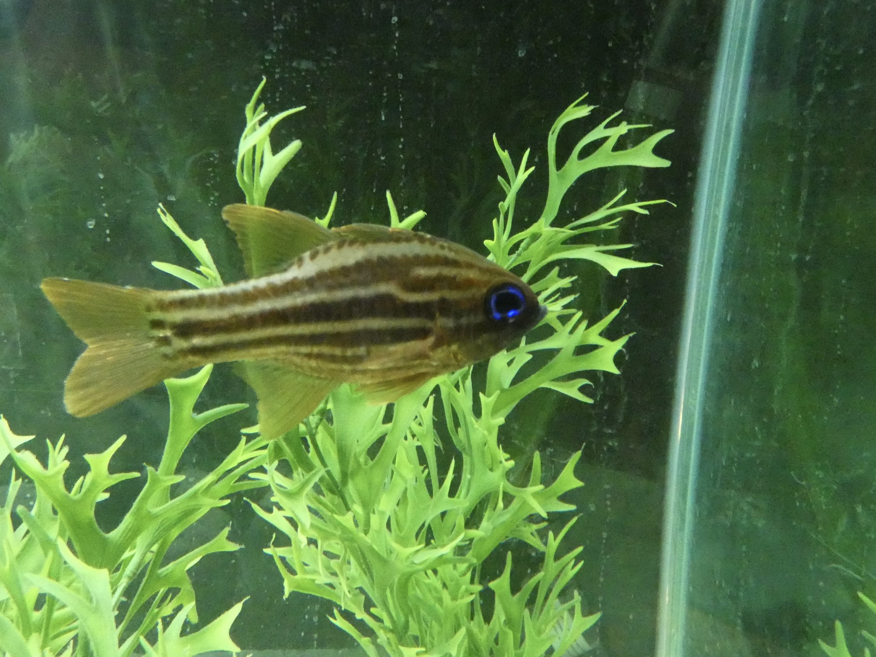 ID? - Blue Reef Aquarium Newquay